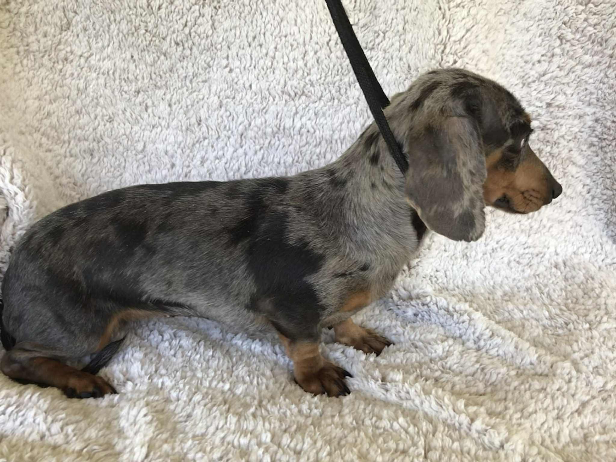 Lost Dapple Dachshund on Michael Dr