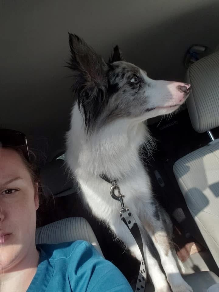 Lost Blue Merle Collie on Summerlin Dr