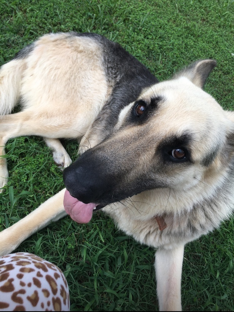 Lost Dog: Orange/Brown Collar, NC Area