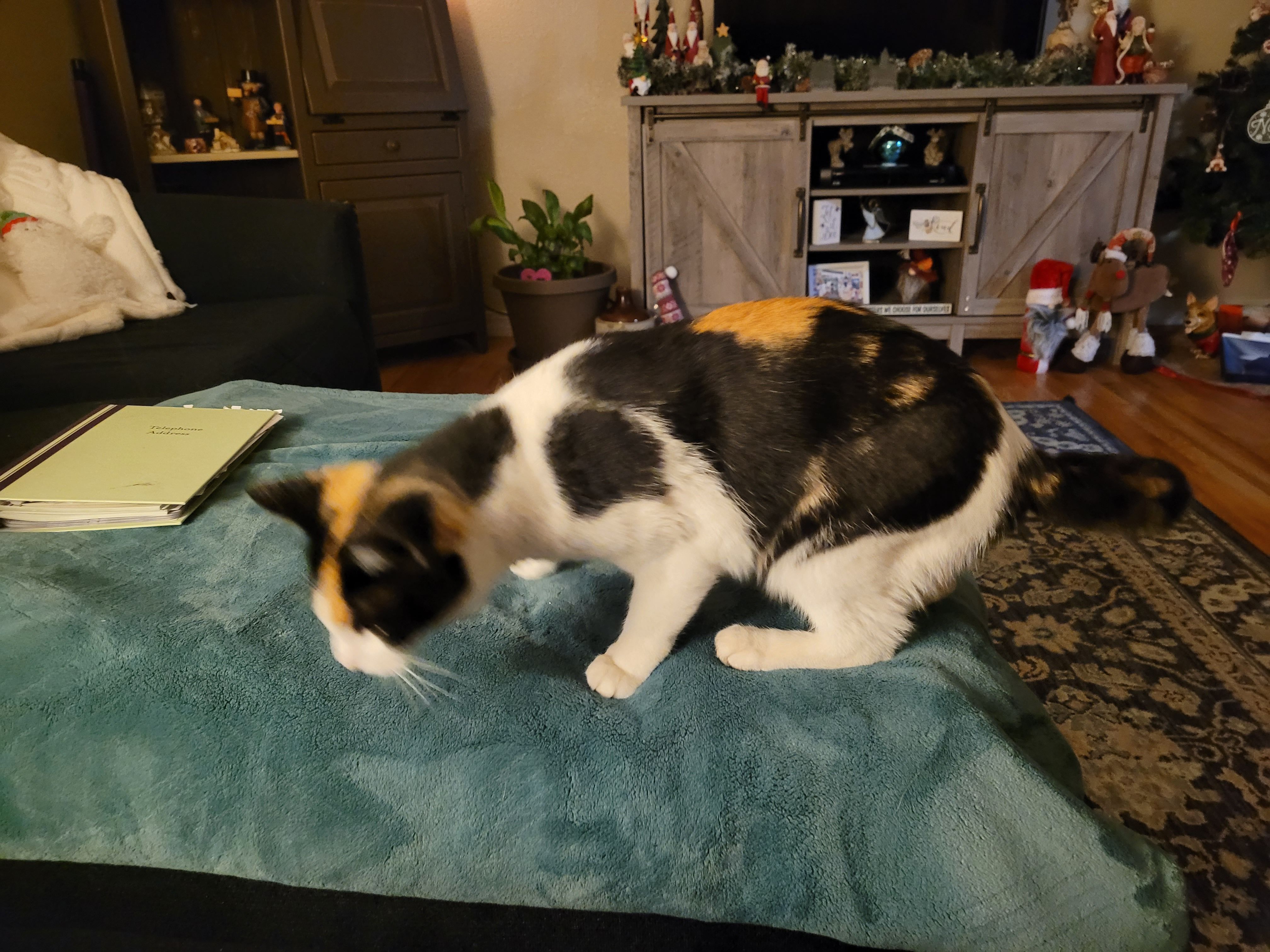 Found Calico Cat: Brittany Dri...