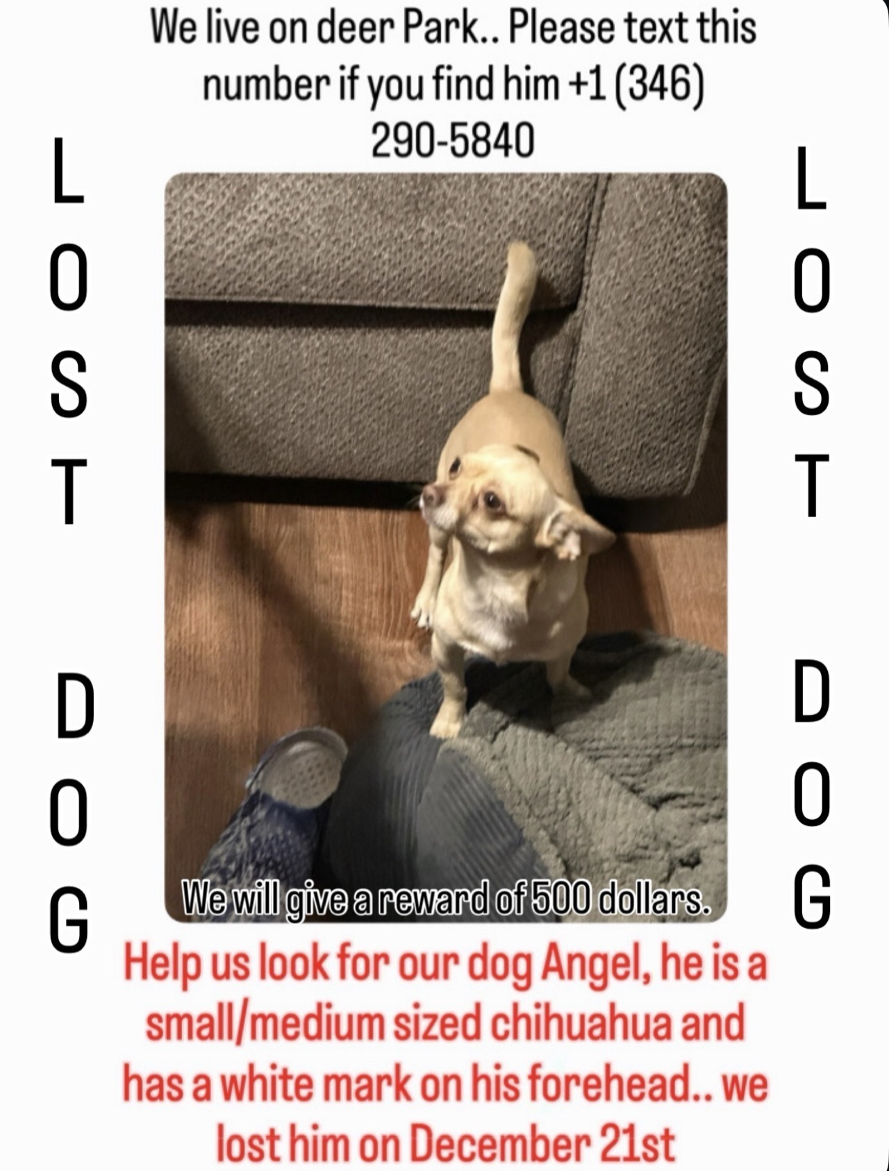 Lost Tan Chihuahua: Deer Park, 7418