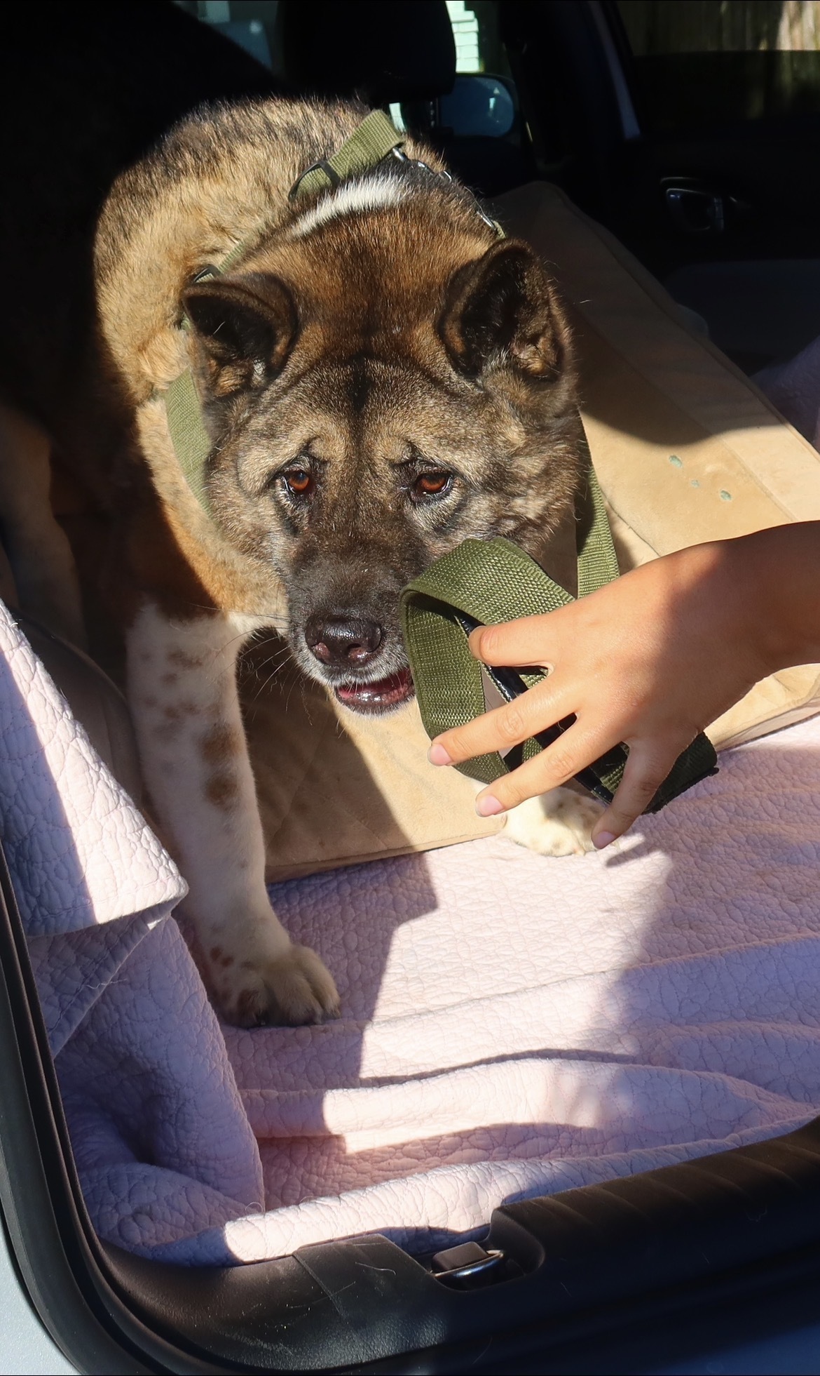 Lost Akita: 100lb Male, Green Collar