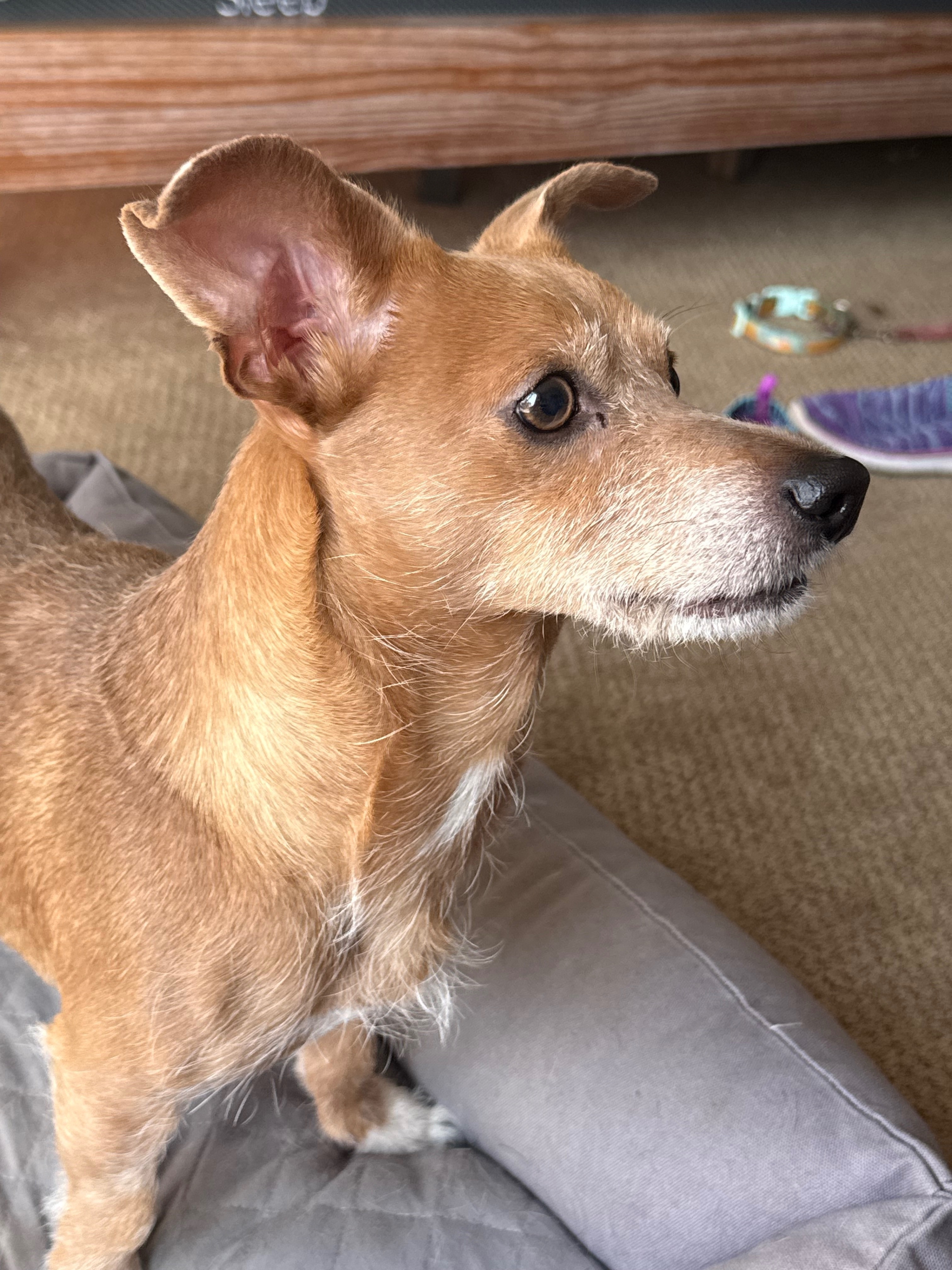 Found: Small Tan Dog on Live O...