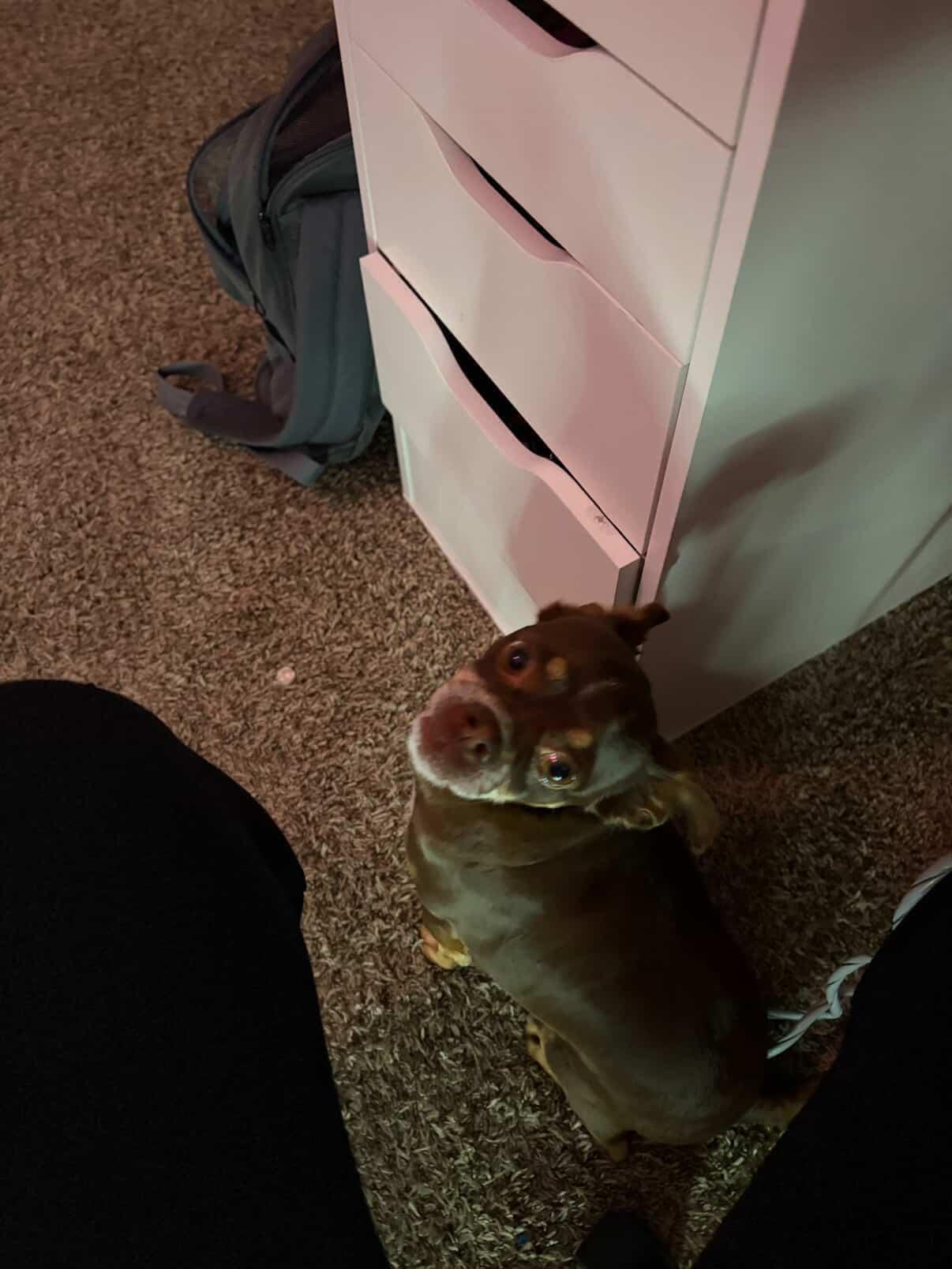 Lost Chihuahua Mix in Channelview, TX