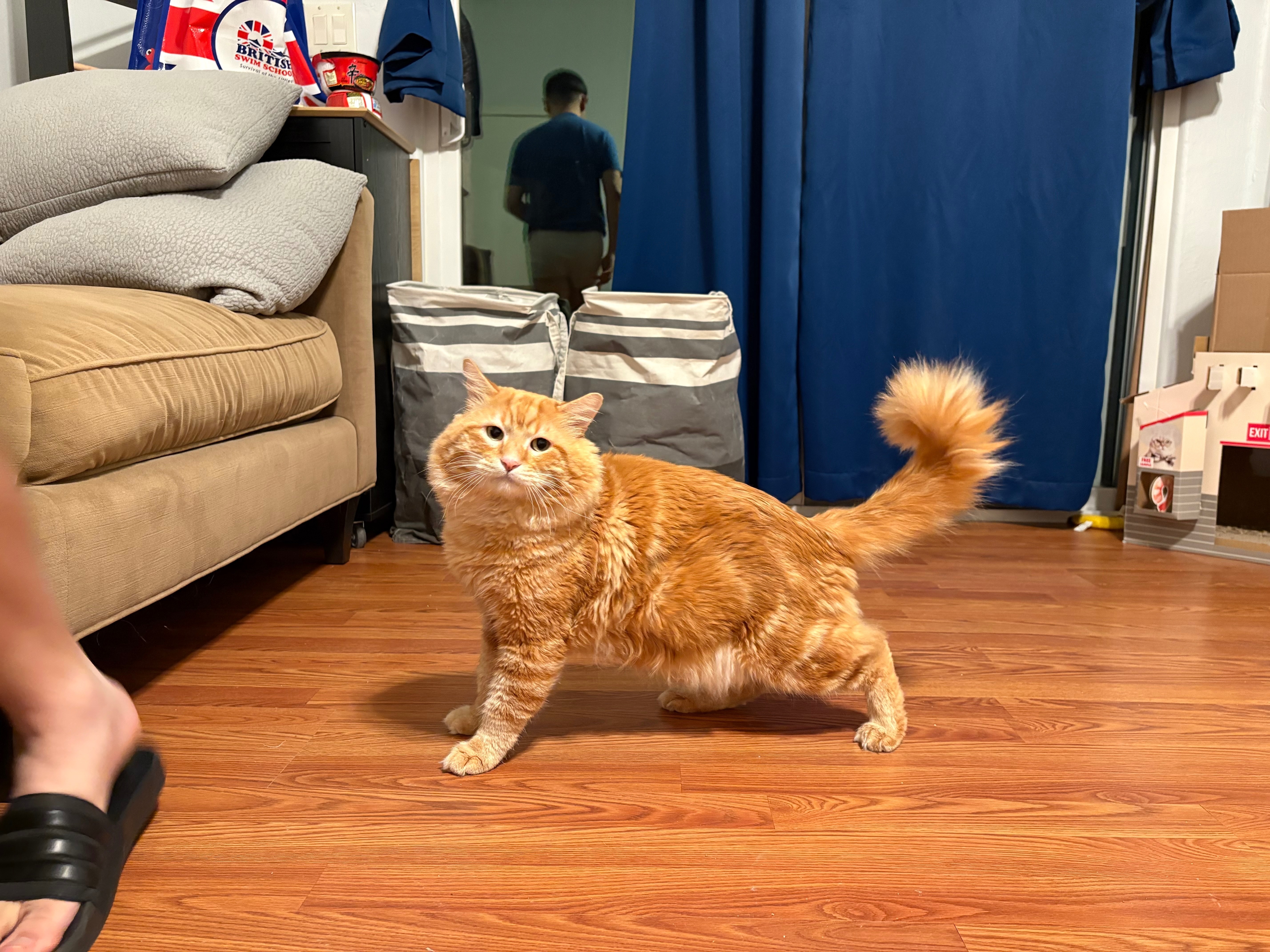 Friendly Orange Tabby Lost in San Jose