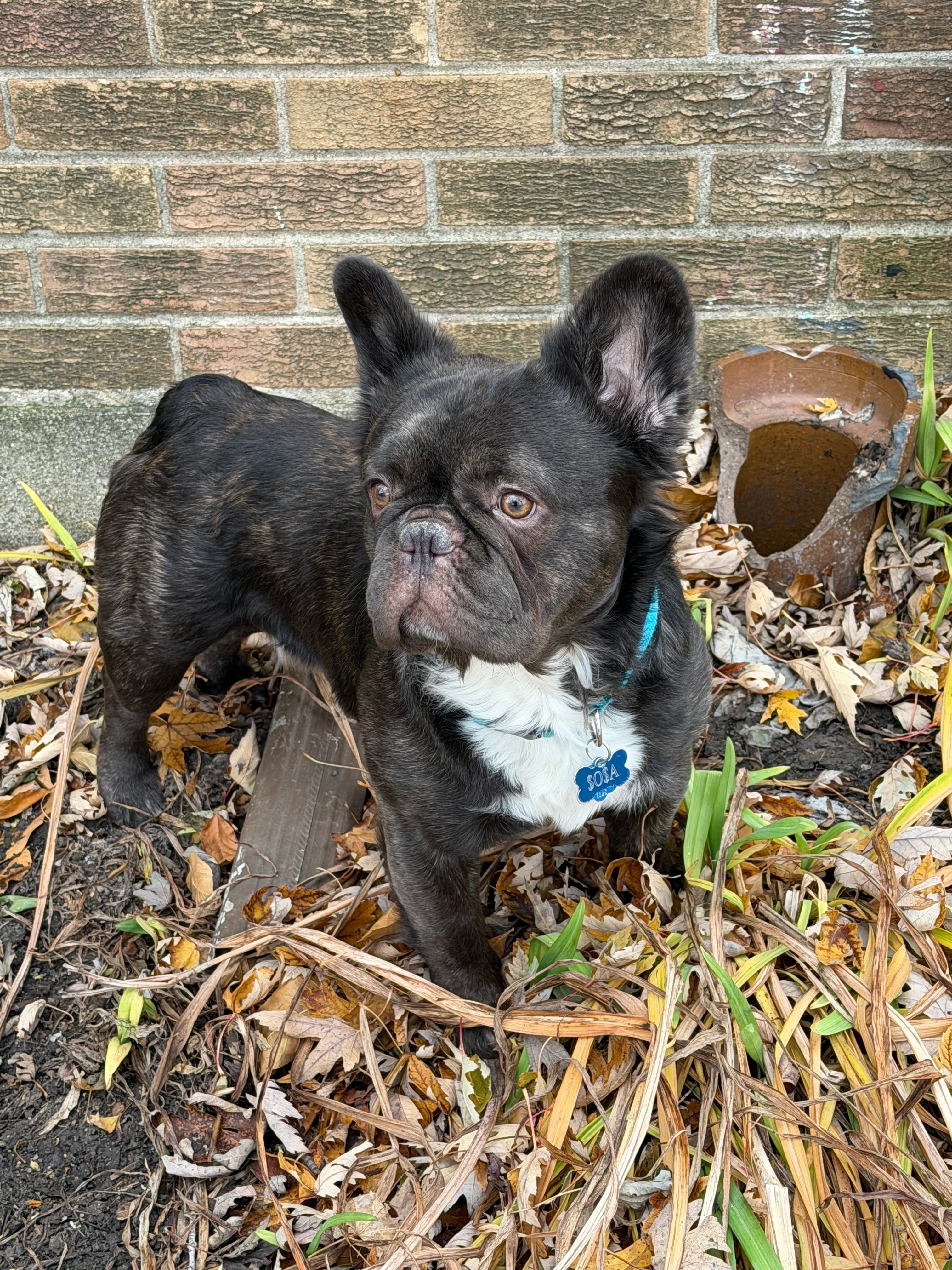 Lost Brindle Dog: South Laporte, Chicago