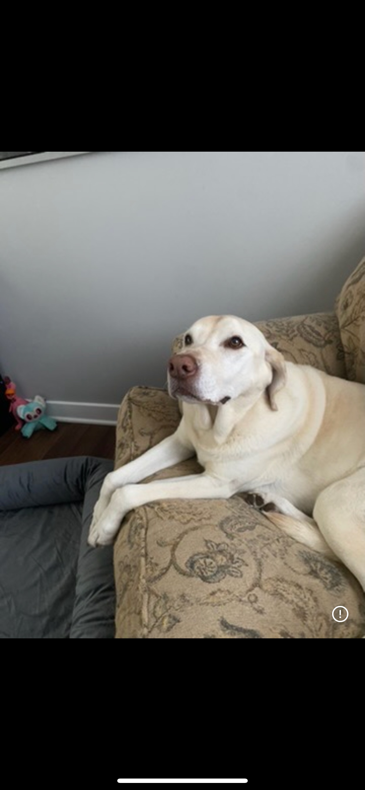 Lost Yellow Lab Cooper in Pennsburg, PA