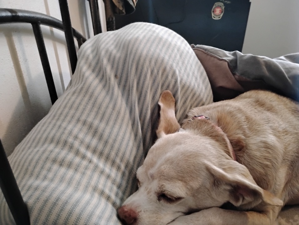 Lost Dog in Cottage Grove, OR