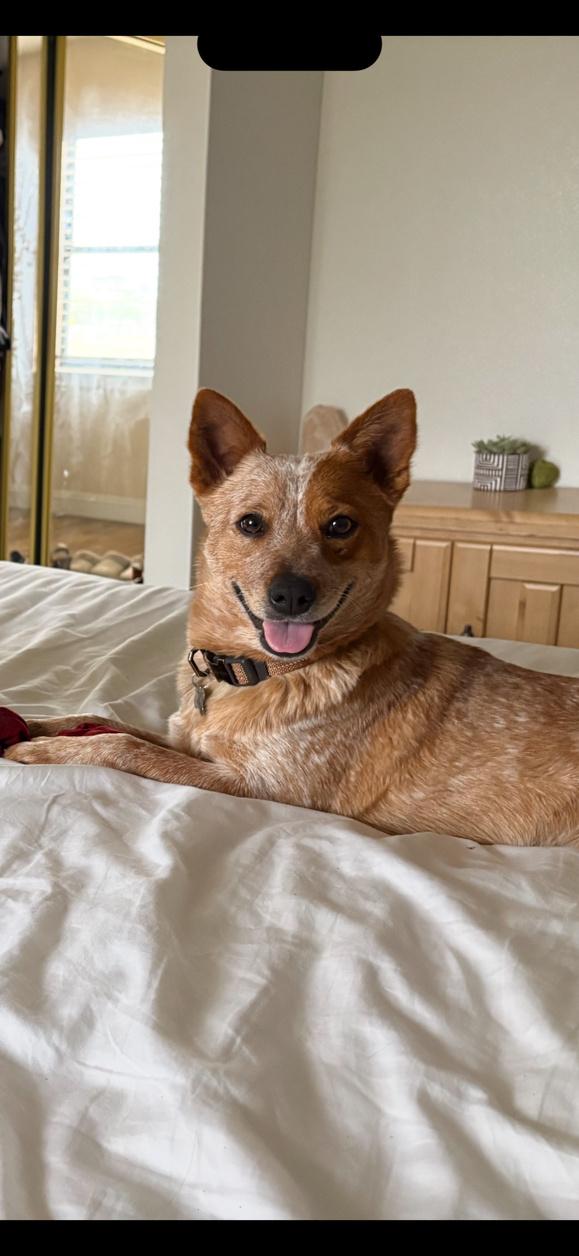 Lost Red Heeler - Friendly to Dogs!