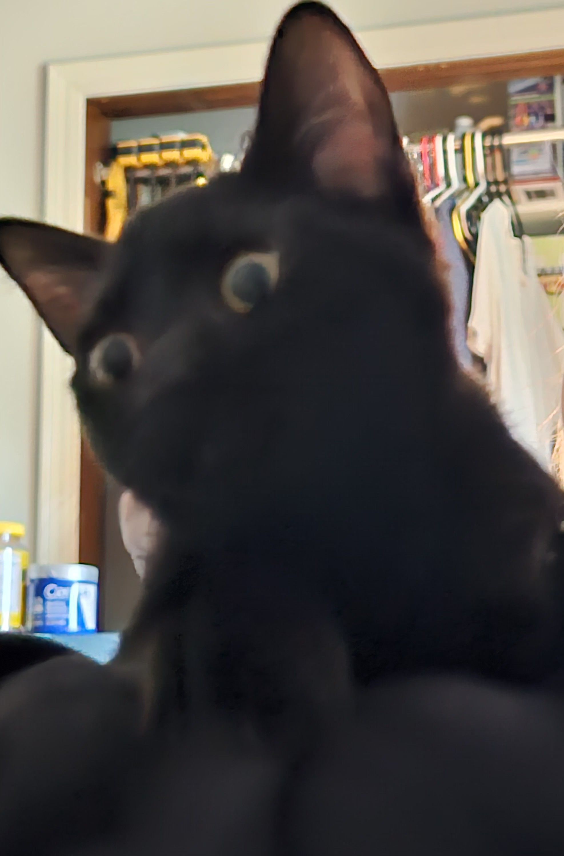 Lost: Young Black Kitten on State St.