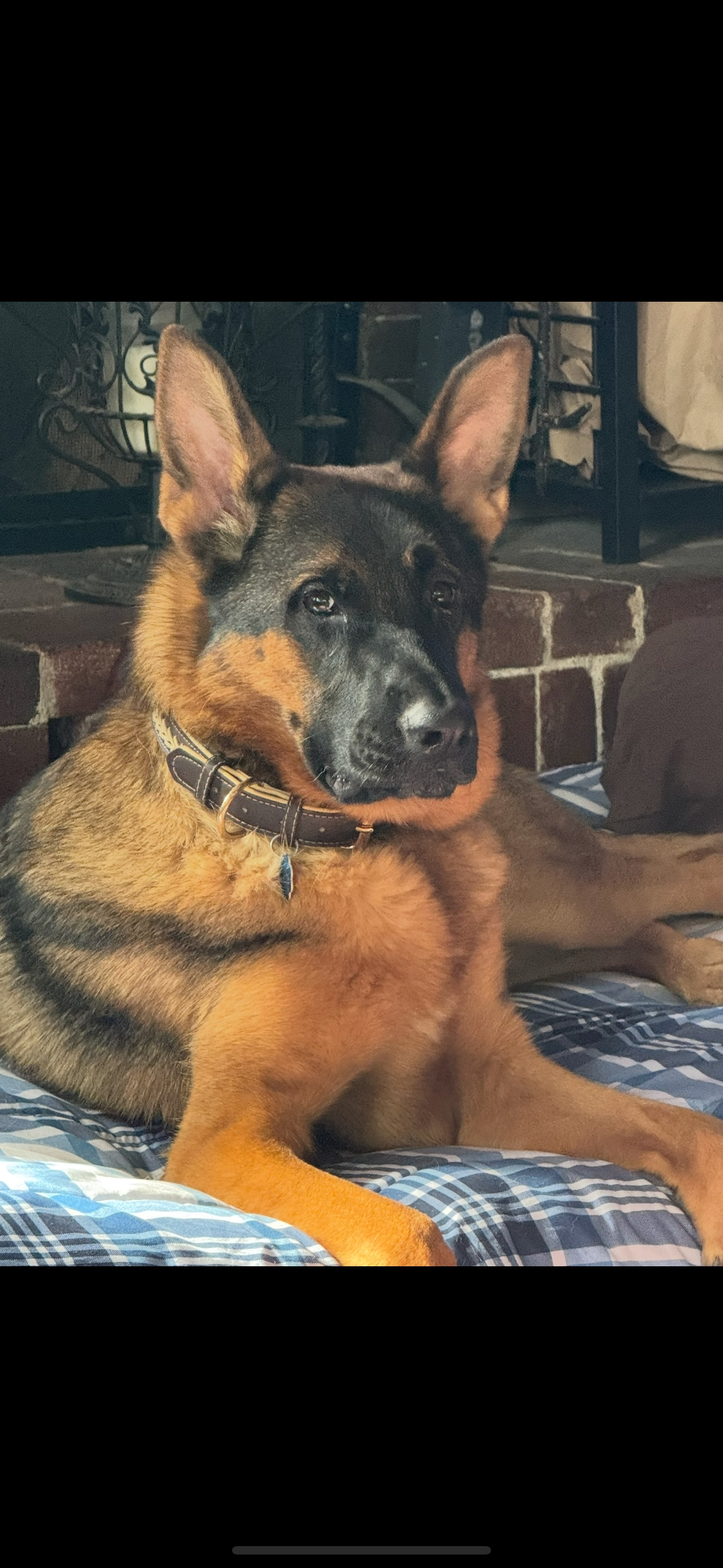 Lost German Shepherd - Somerset Dr, 90