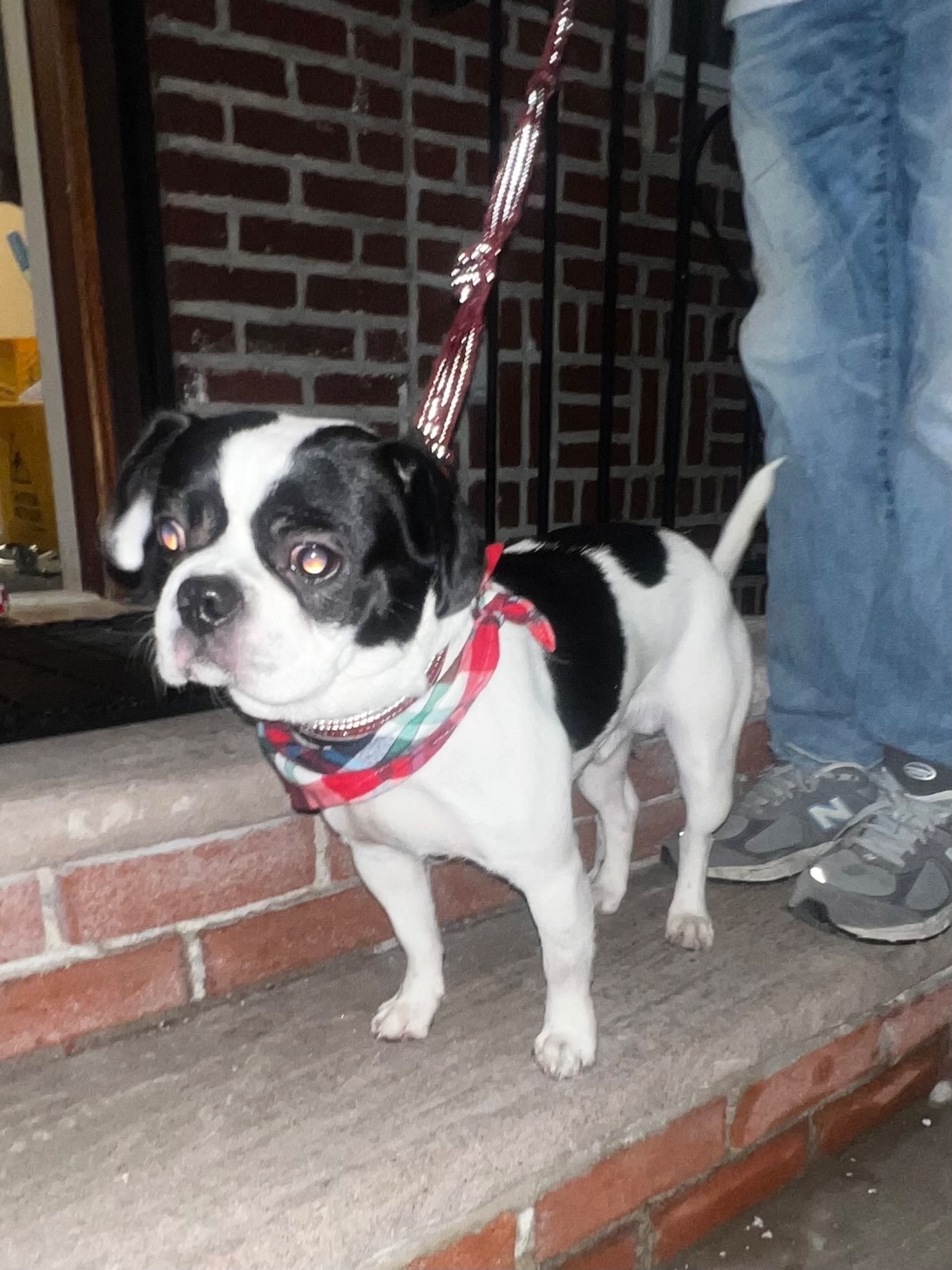 Friendly Dog Found on Dahlgren...