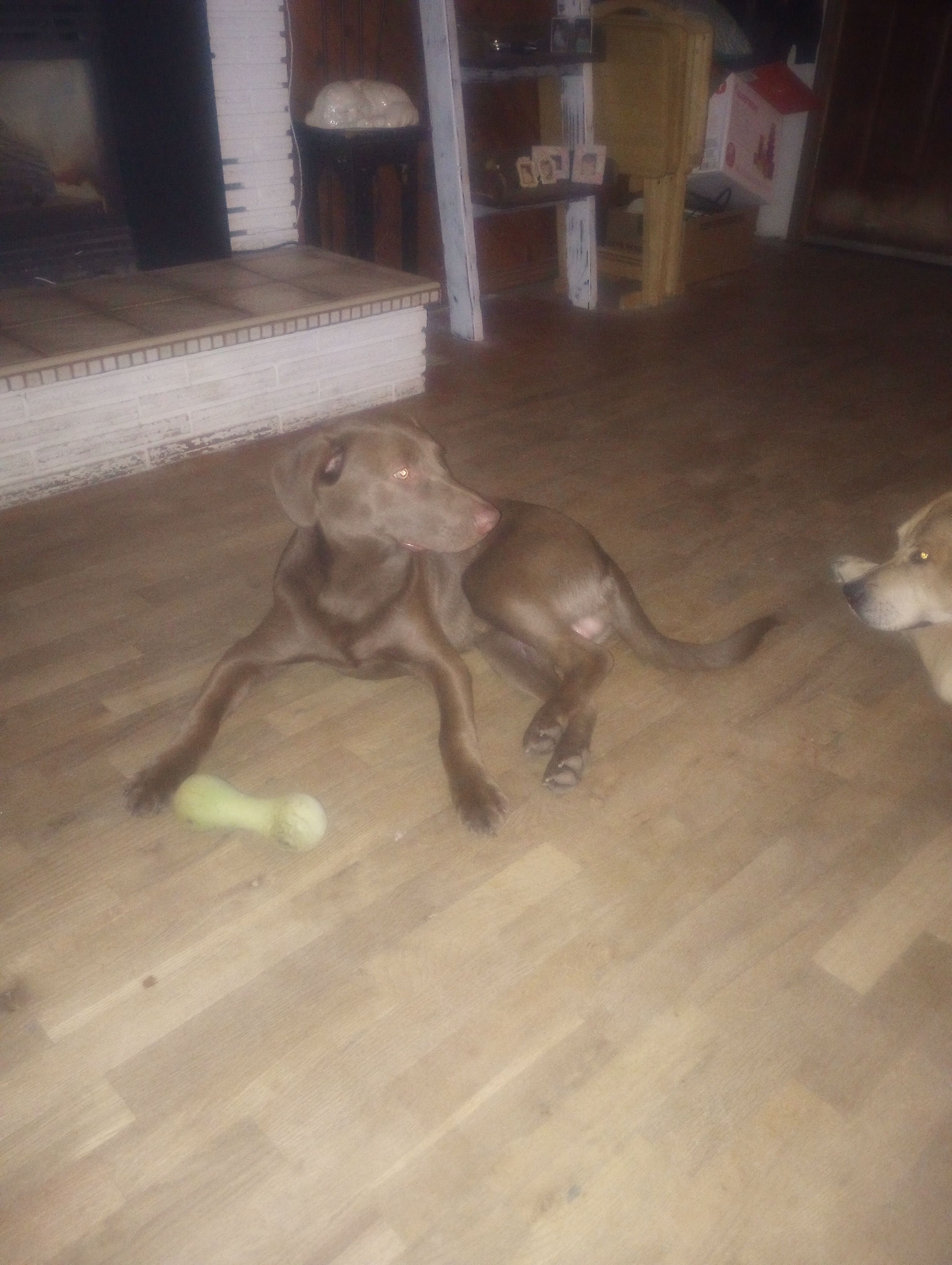 Found: Sweet Brown Lab Puppy o...