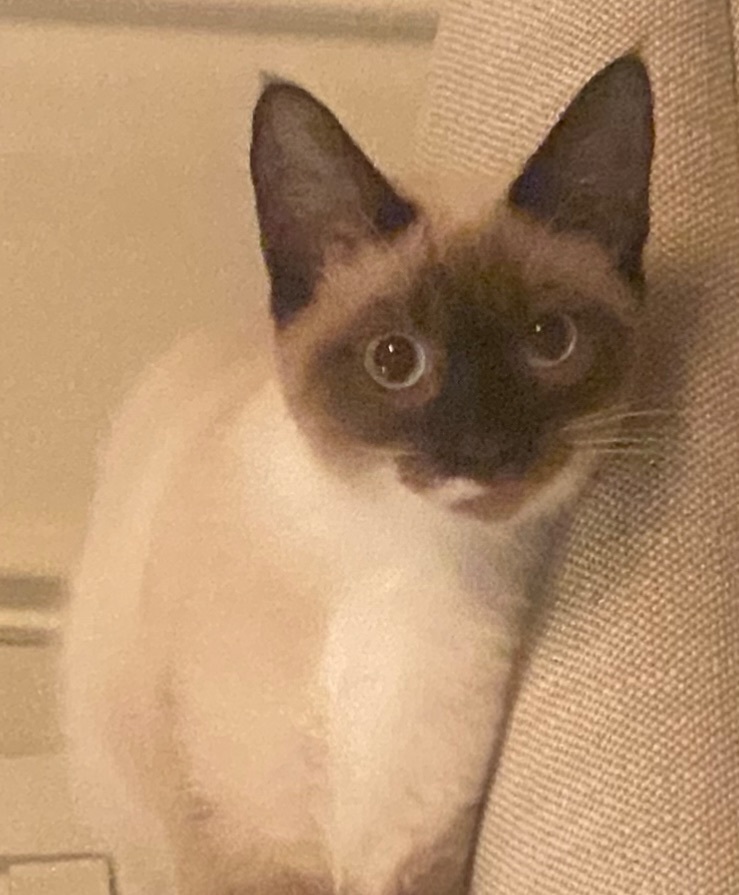 Lost Cat: Distinctive Beard, Chipped