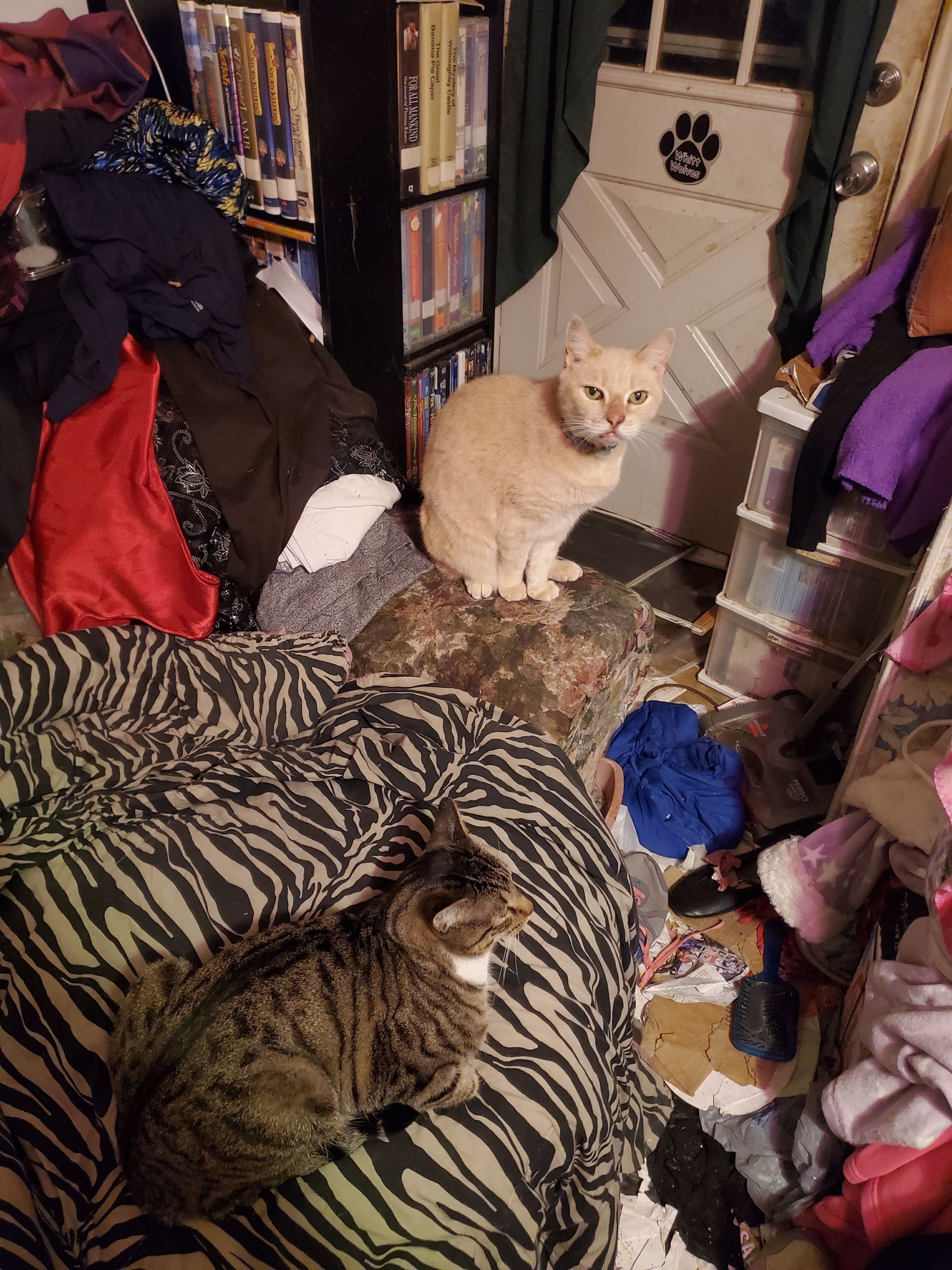 Lost Cat: White/Yellow Fur, Blue Collar