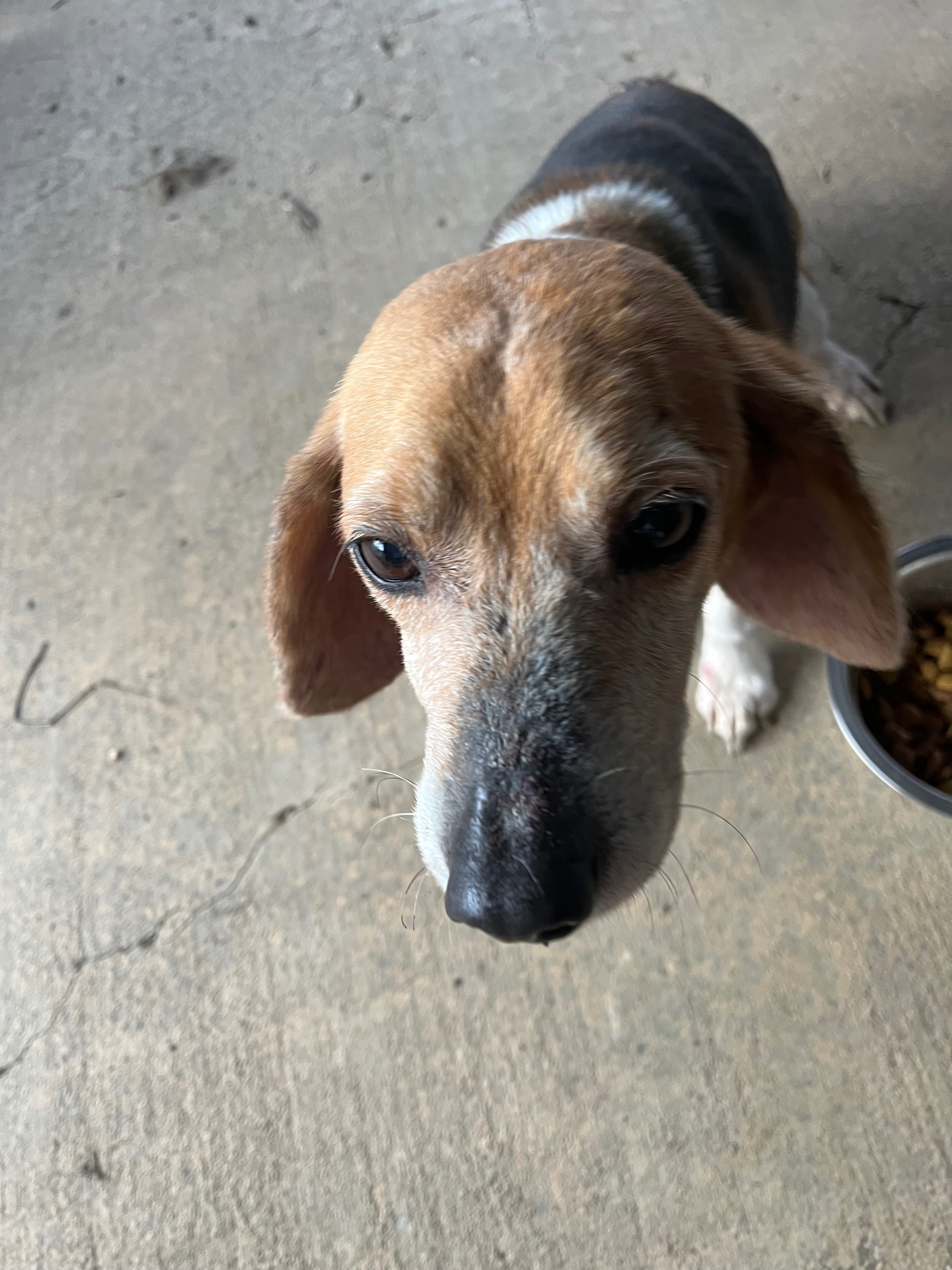 Found Female Beagle on N Jeffe...