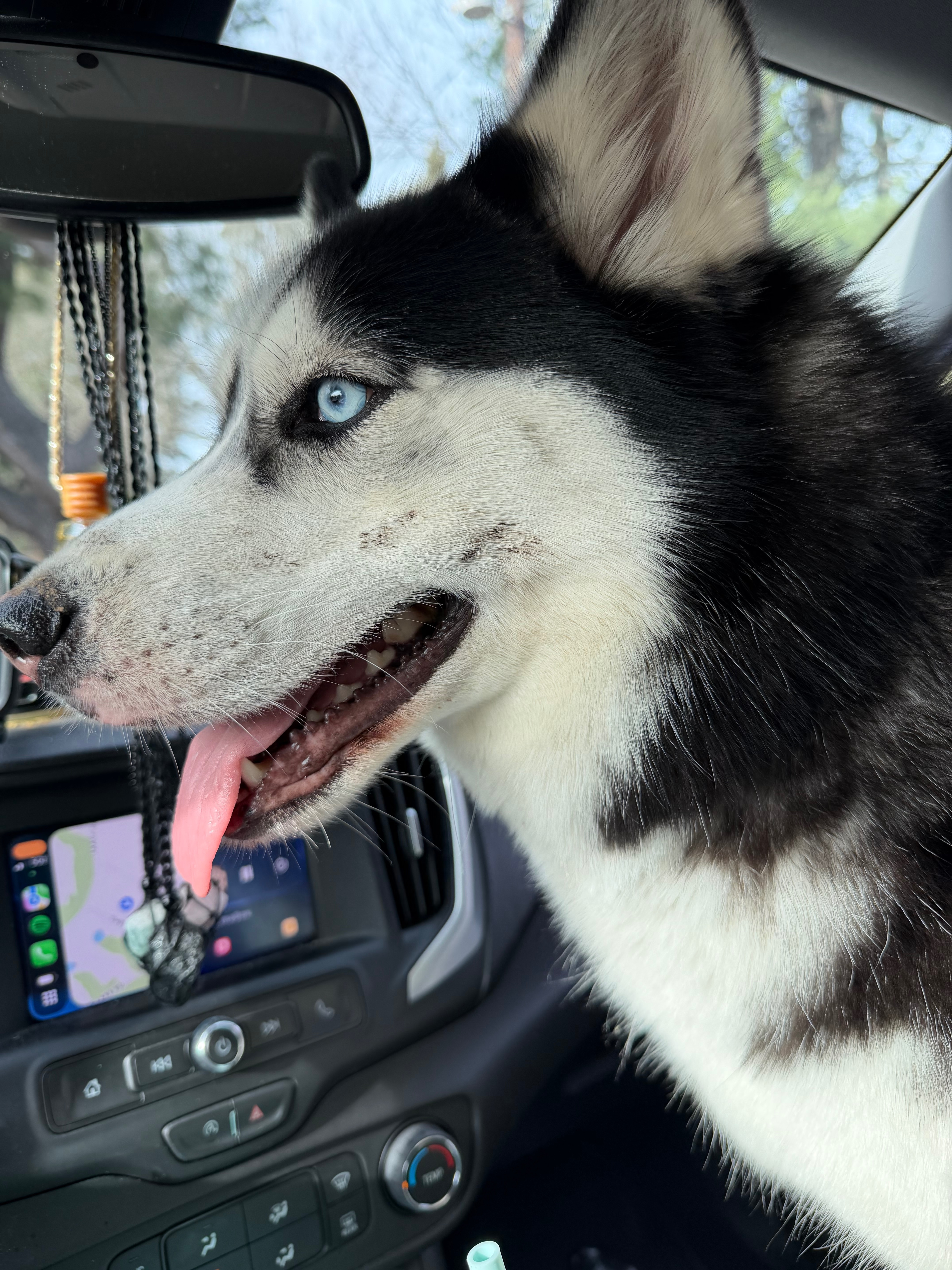 Found Dog: Sweet Pup with Brig...