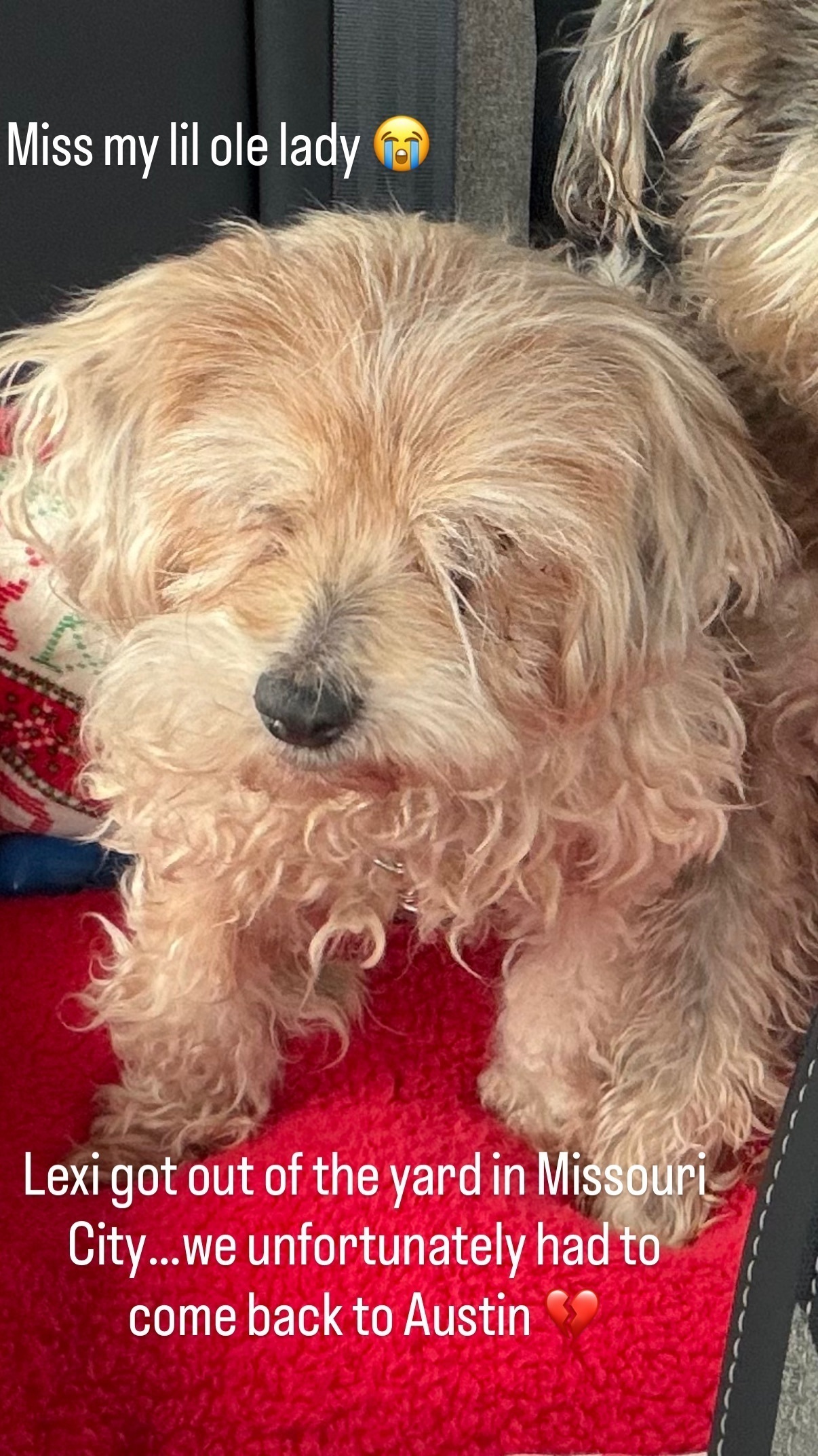 Lost Dog: Friendly Senior, Pink Collar