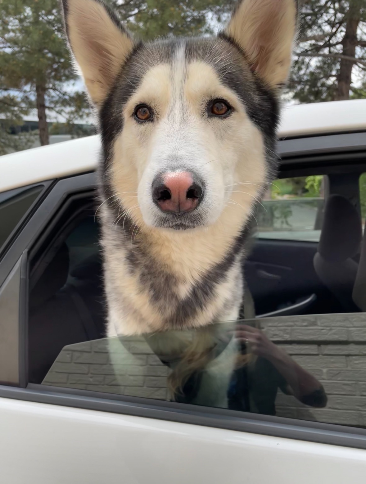 Lost Husky Ubbe: Missing in Denver
