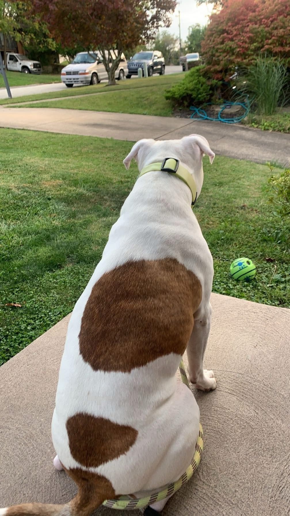 Lost 85lb Pit-Bull: Gail Drive, PA