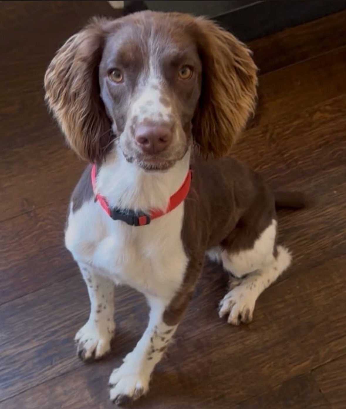 Lost Dog: Shy Brown & White Scotch