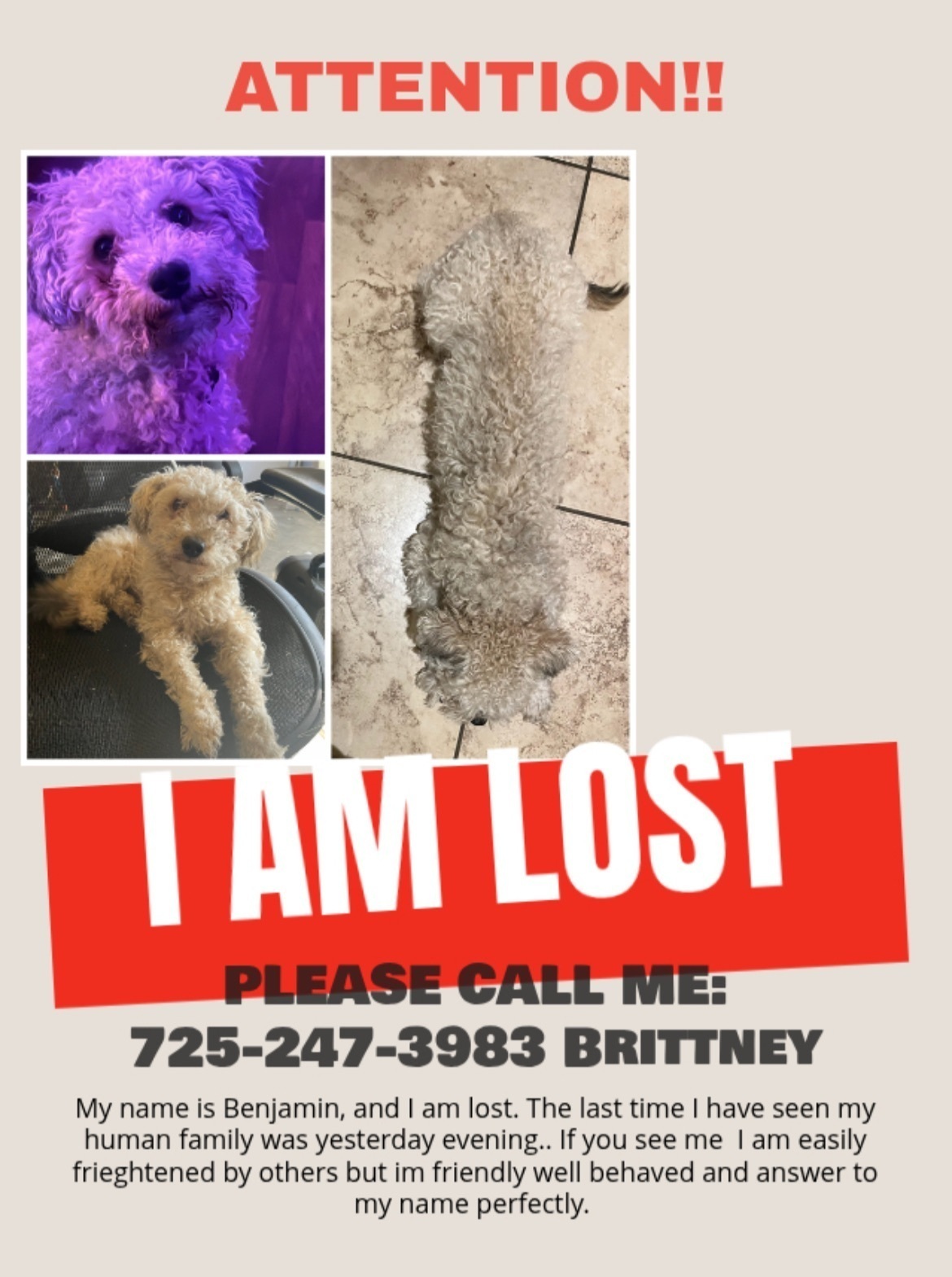 Lost Cream Dog: Needs Grooming - Las Vegas