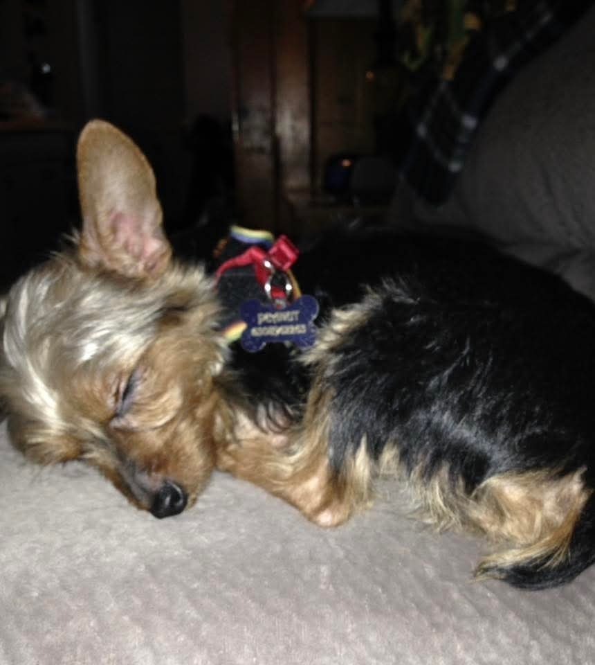 Lost Yorkie: Blue Harness, Aurora Area