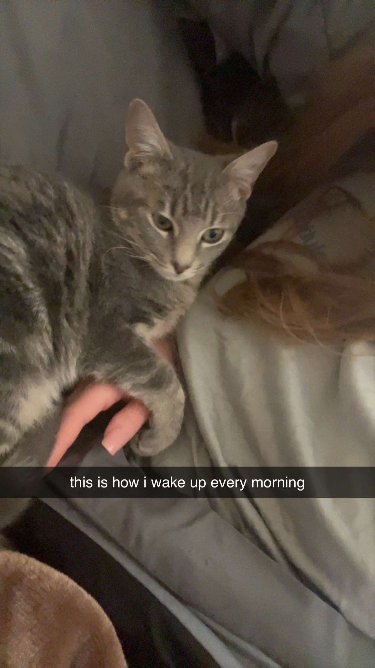 Lost Gray Tabby: Skittish & Chipped