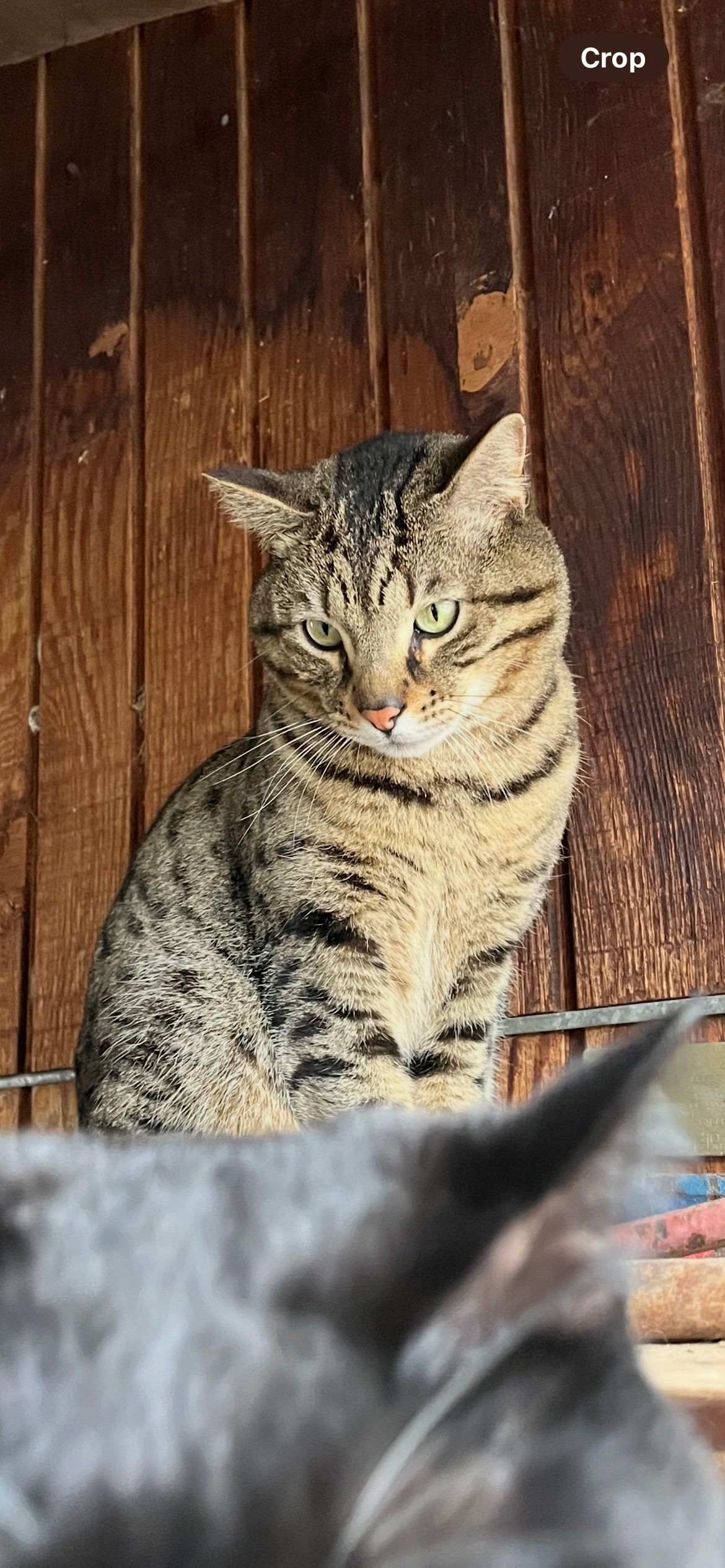 Lost Cat: Light Brown with Dark Spots