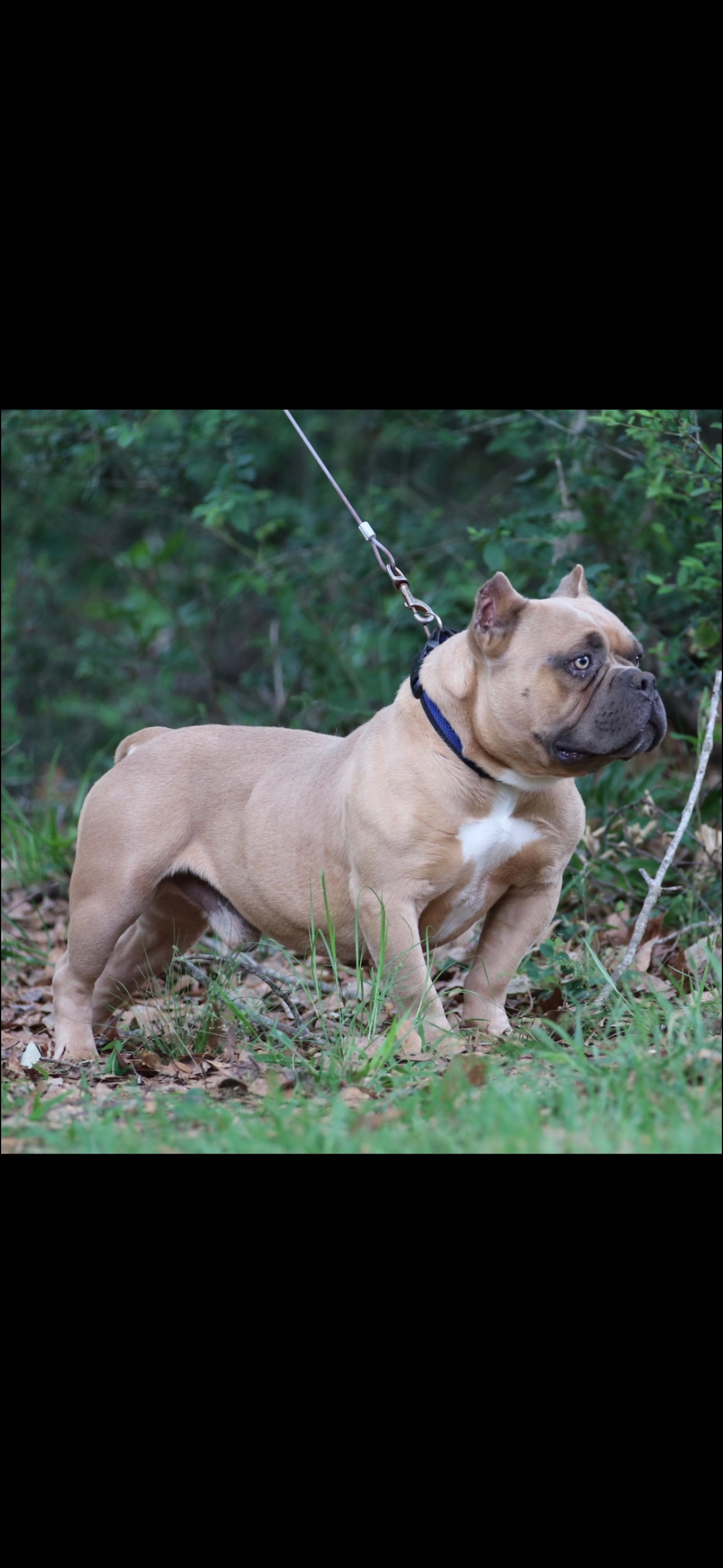 Lost Tan Dog: Answers to 