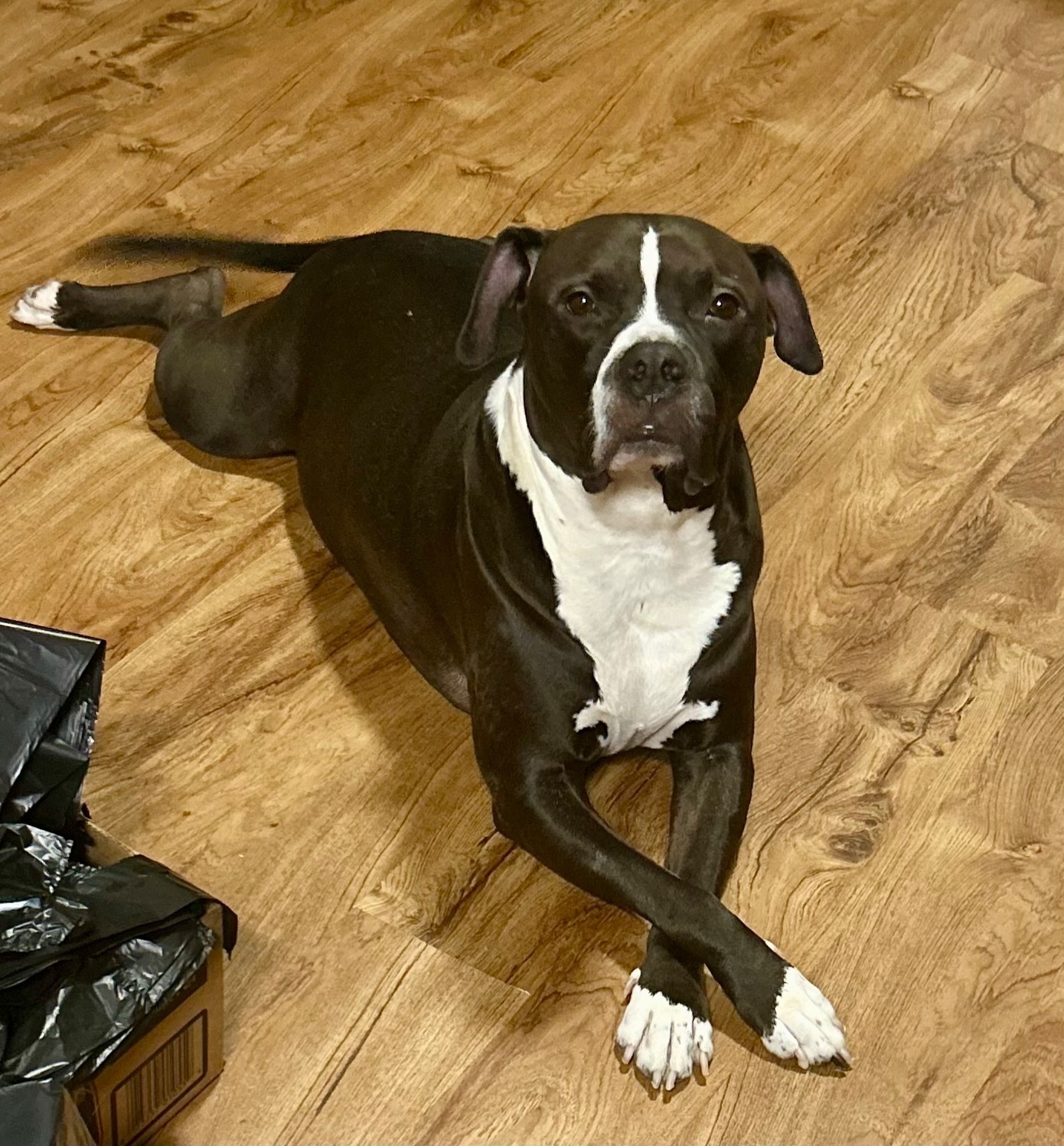 Lost Large Dog: Black & White in San Antonio