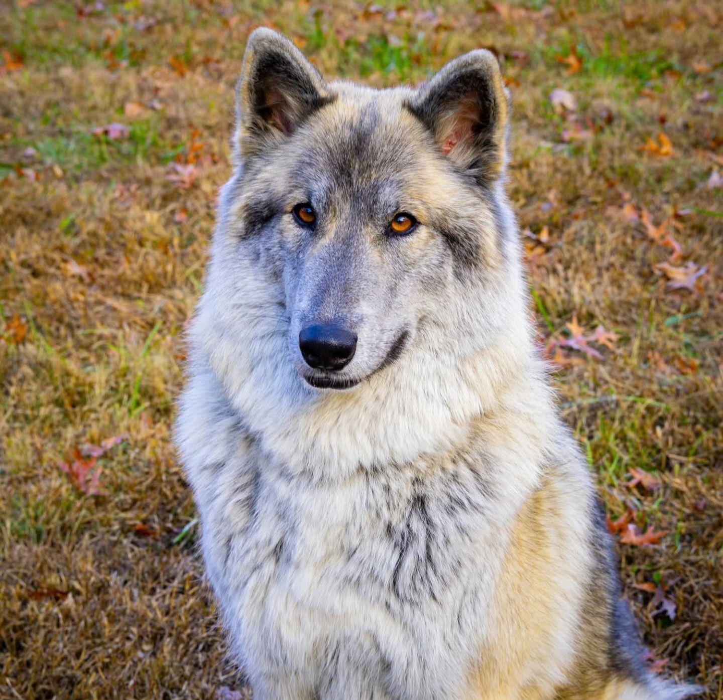 Lost Wolf Hybrid: Gray & Black Coat