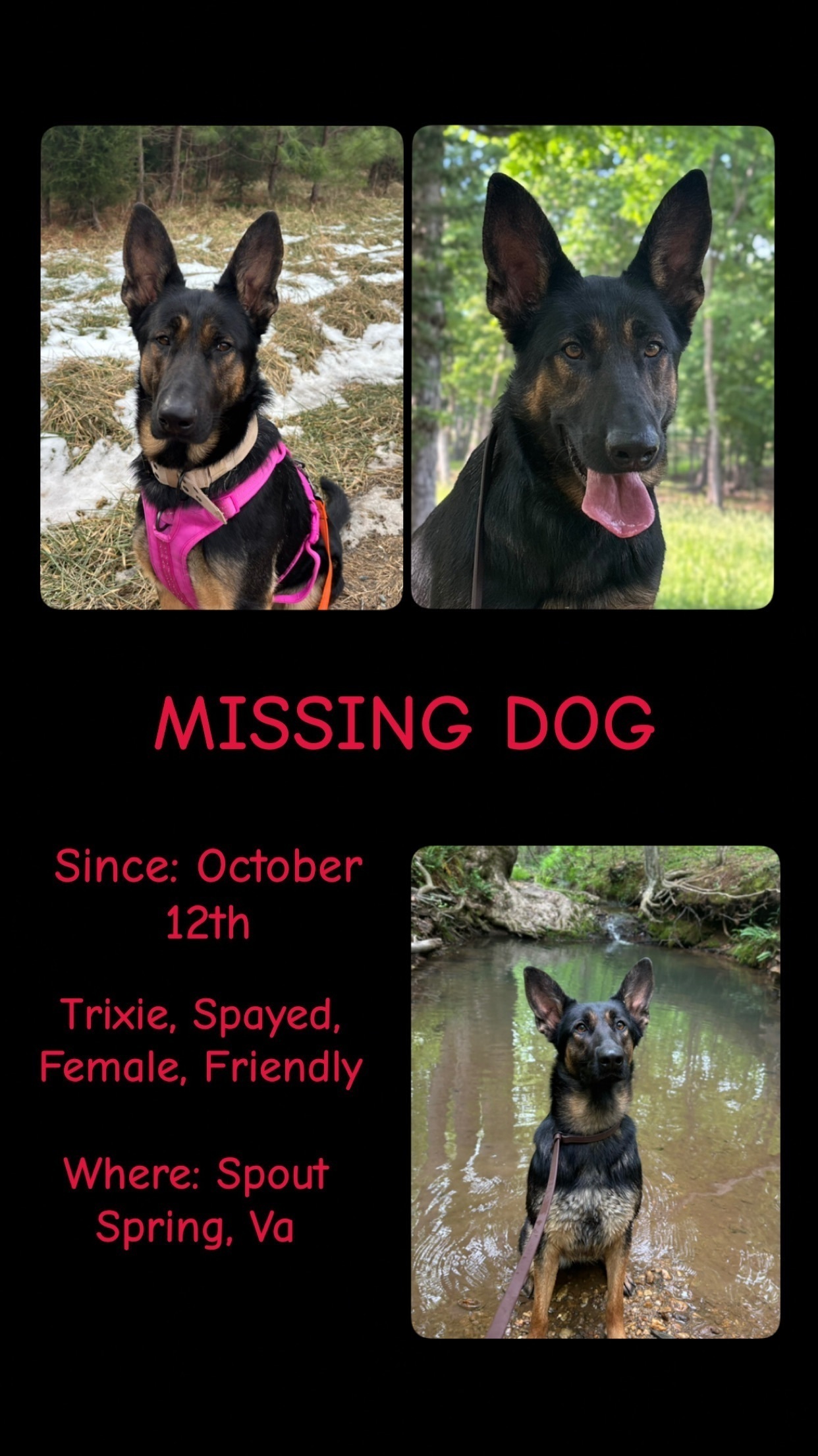 Missing: Small Shepherd in Spout Spring