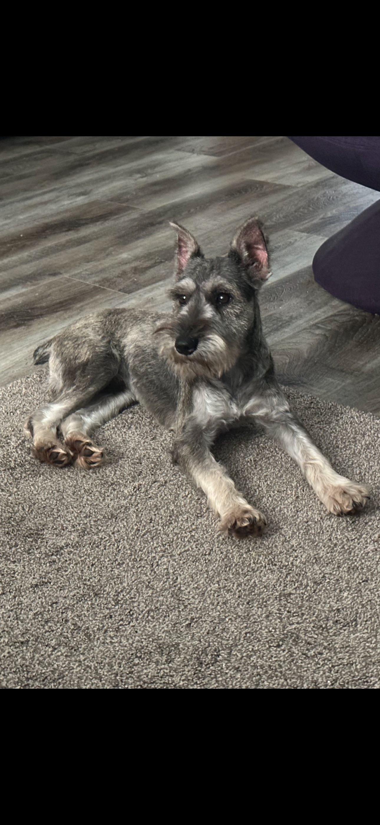 Timid Dog Lost Near NW 46th St, OKC