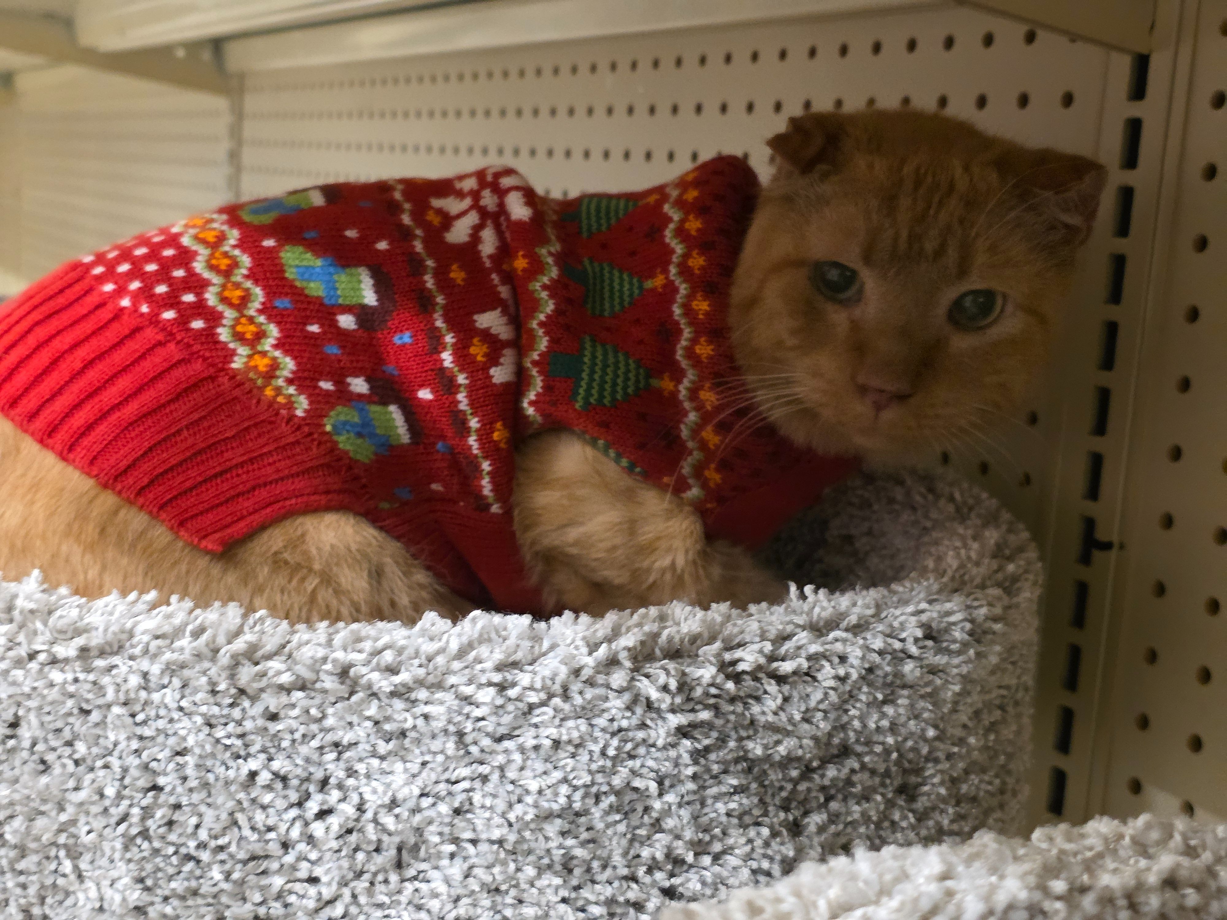 Help Find Ginger: Senior Orange Cat Lost