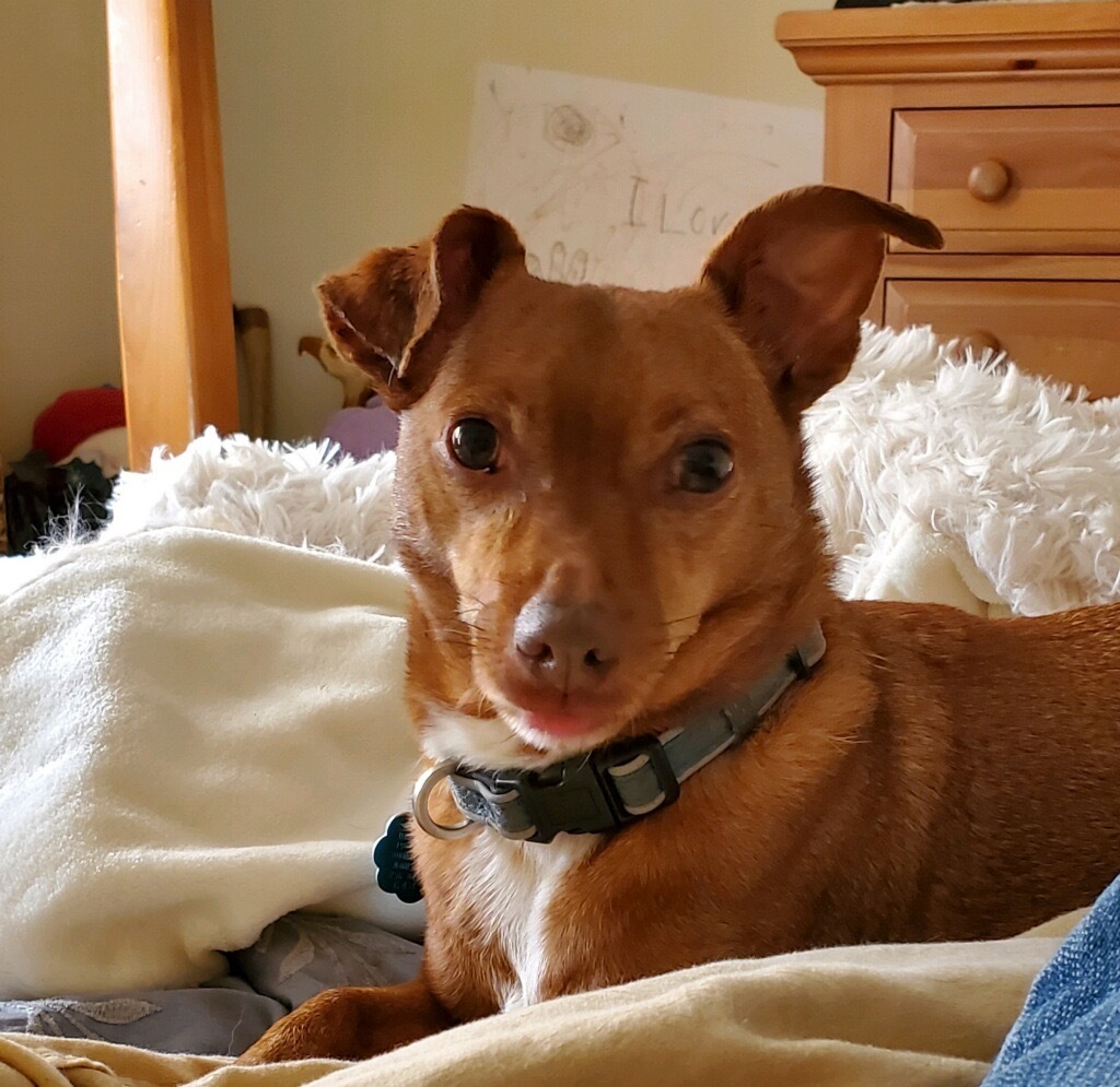 Lost Red Dog with Blue Collar in Oxford