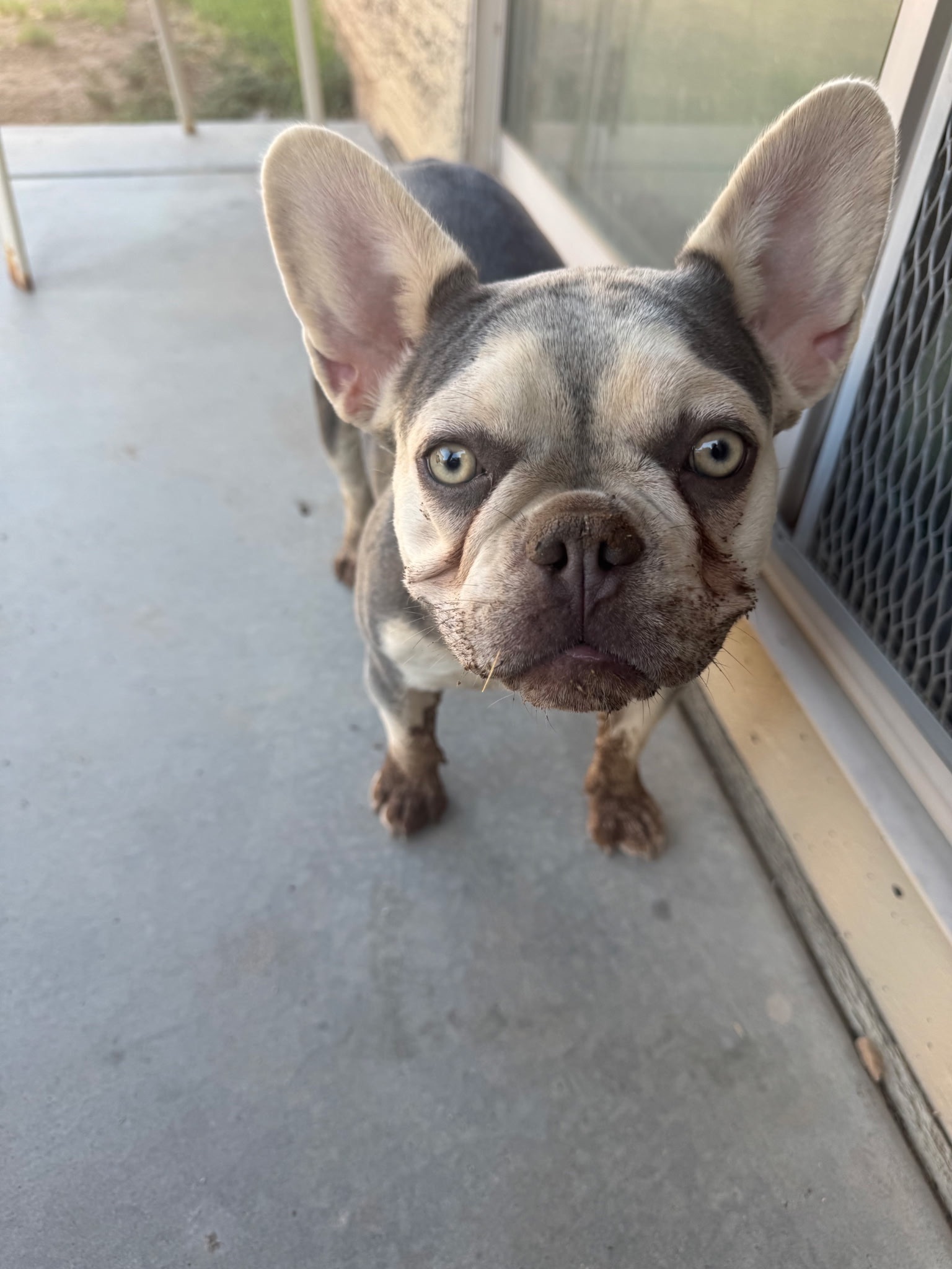 Lost Frenchie: Blue & Tan, 1yr, Phoenix