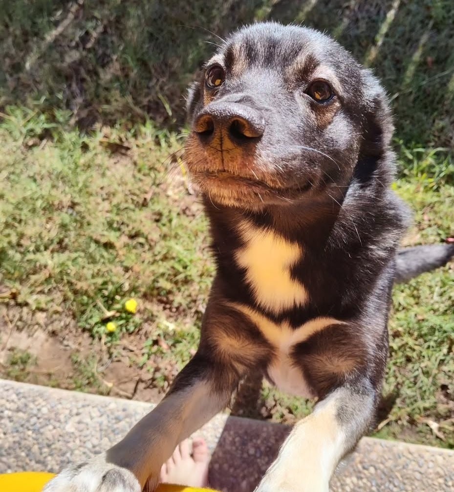 Lost Dog: Black & White on Nebraska Ave