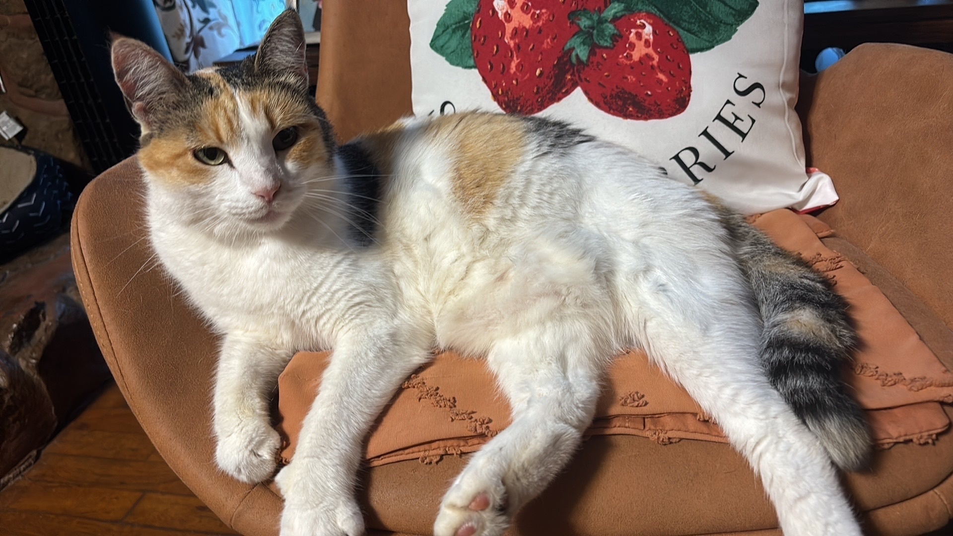 Lost Calico Cat: Yellow Eyes, Conway