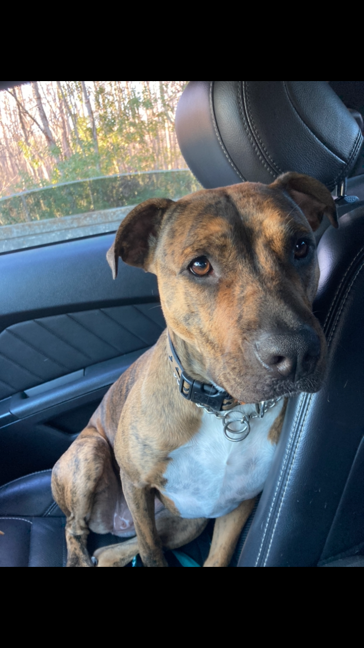 Lost Brindle Dog on Crosswinds Drive