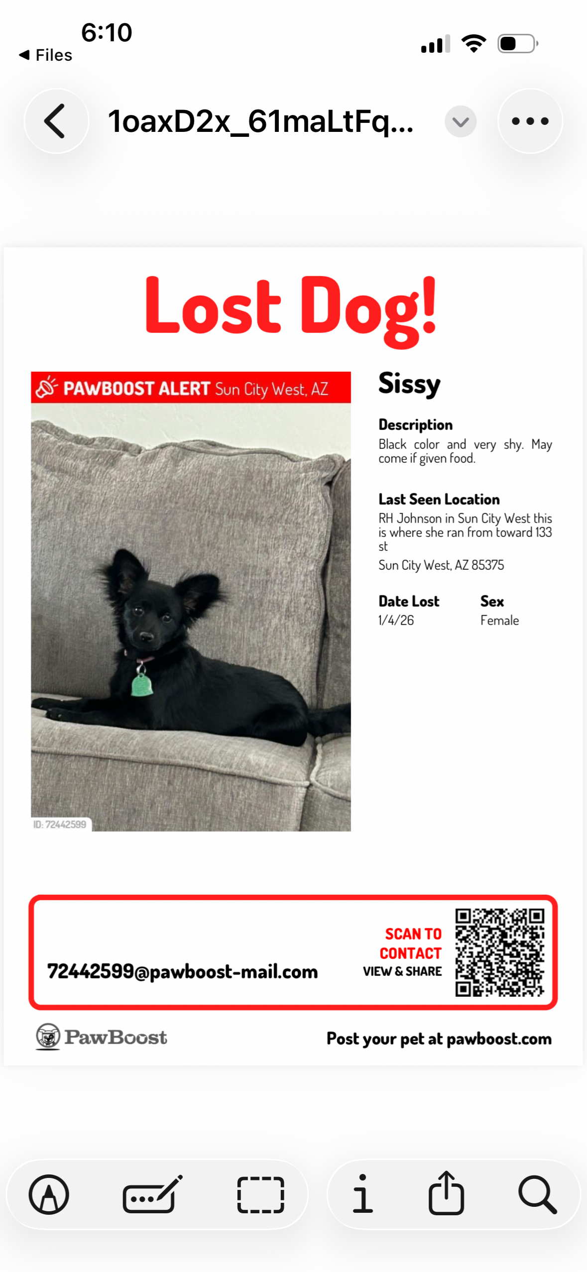 Lost Shy Black Dog - Sun City West