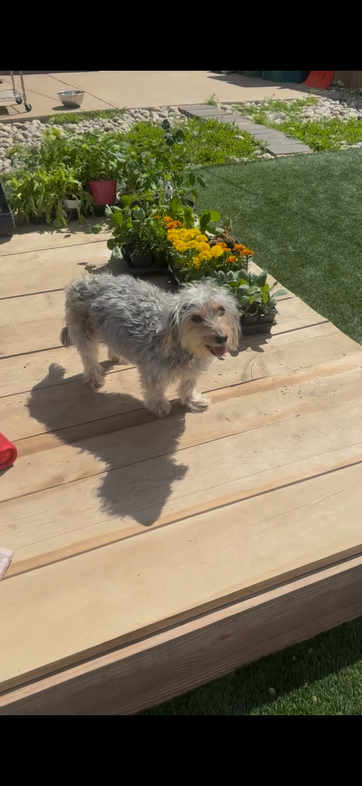 Lost: Friendly 16-Year-Old Dog in Fort Lupton