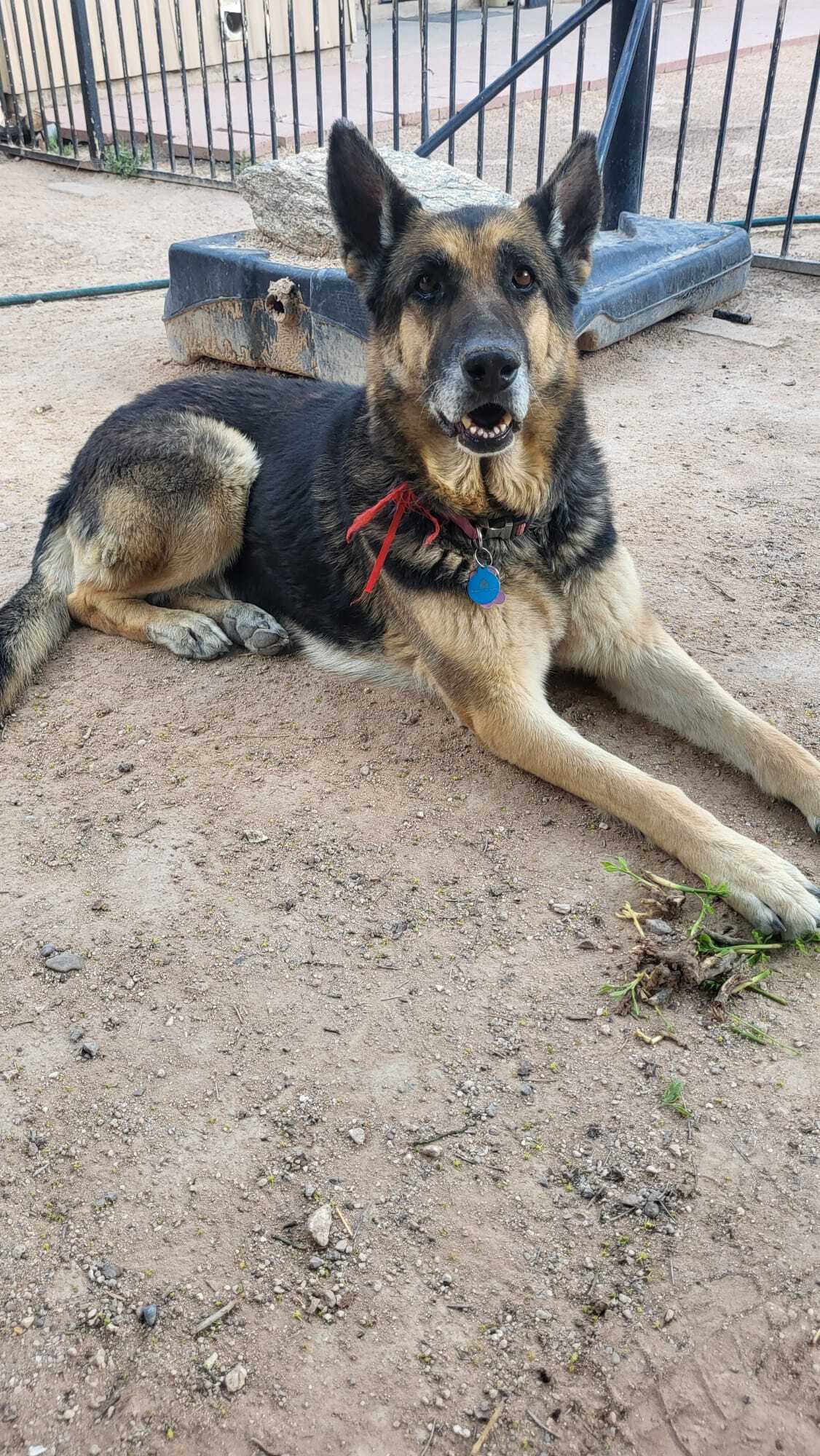 Lost German Shepherd in Tucson Area
