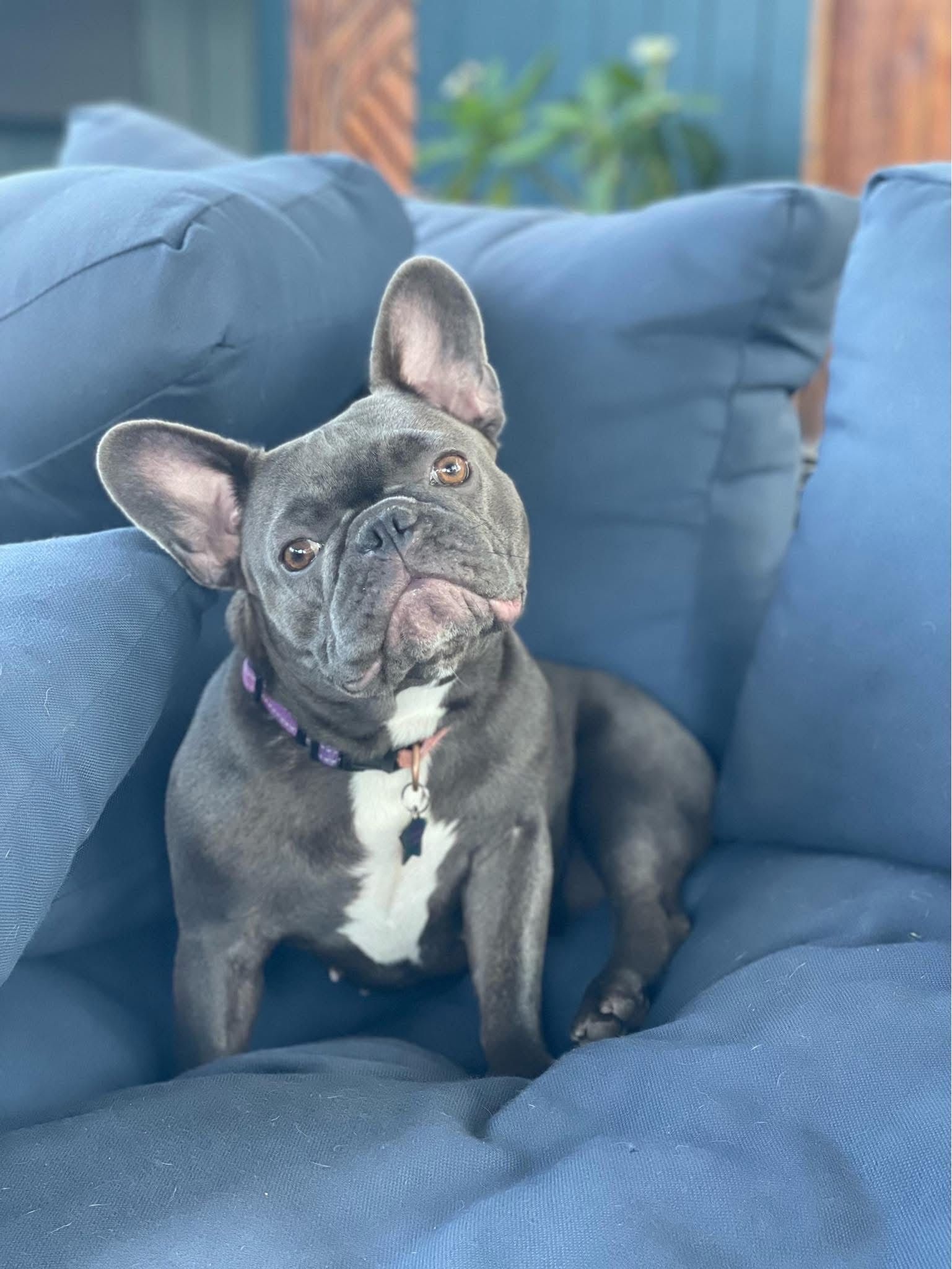 Lost Dog: Nova Taken by White Van