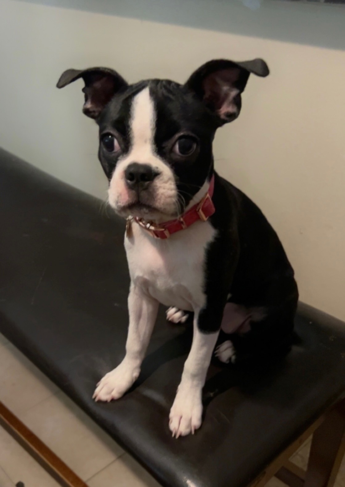 Lost Boston Terrier: Crossed Eyes, Allergies