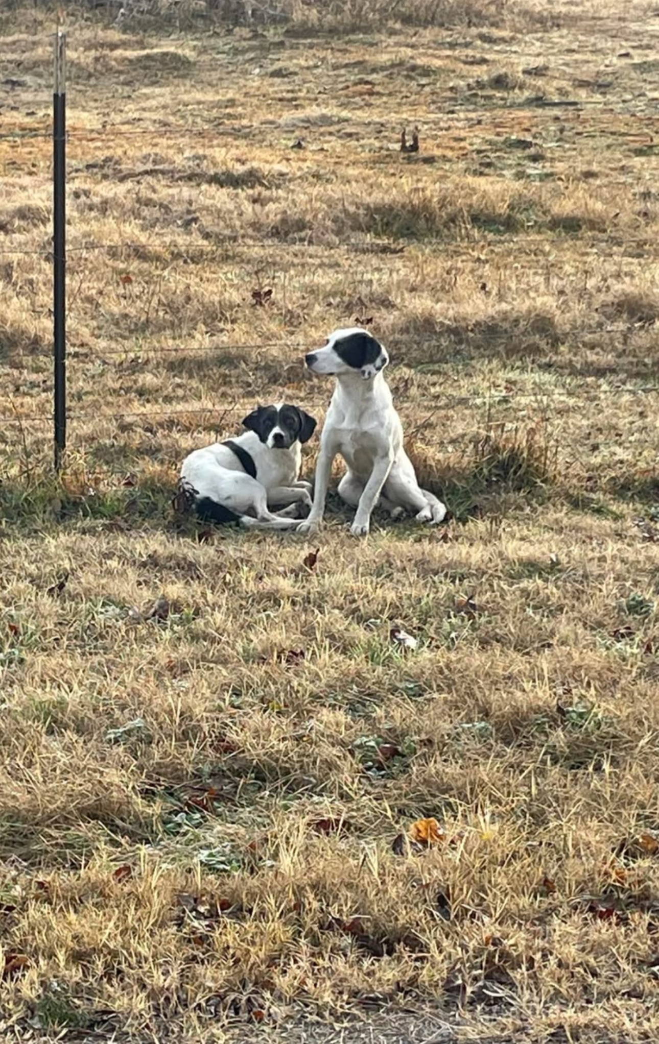 Found: 2 Sweet Young Dogs in Hartford