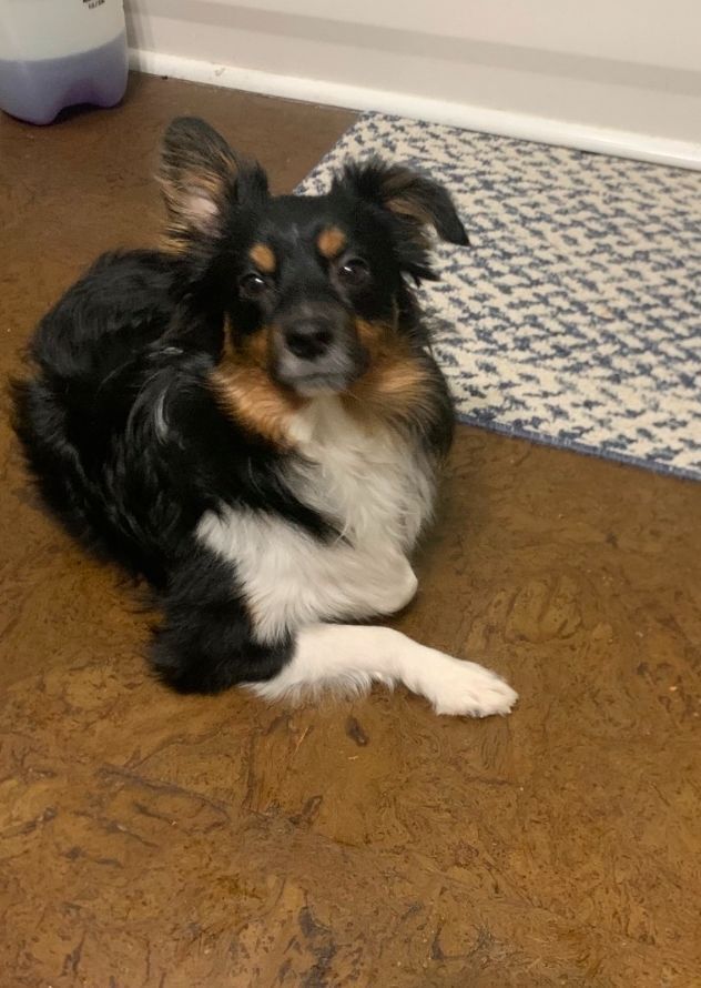 Lost Mini Aussie: Clarks Summit