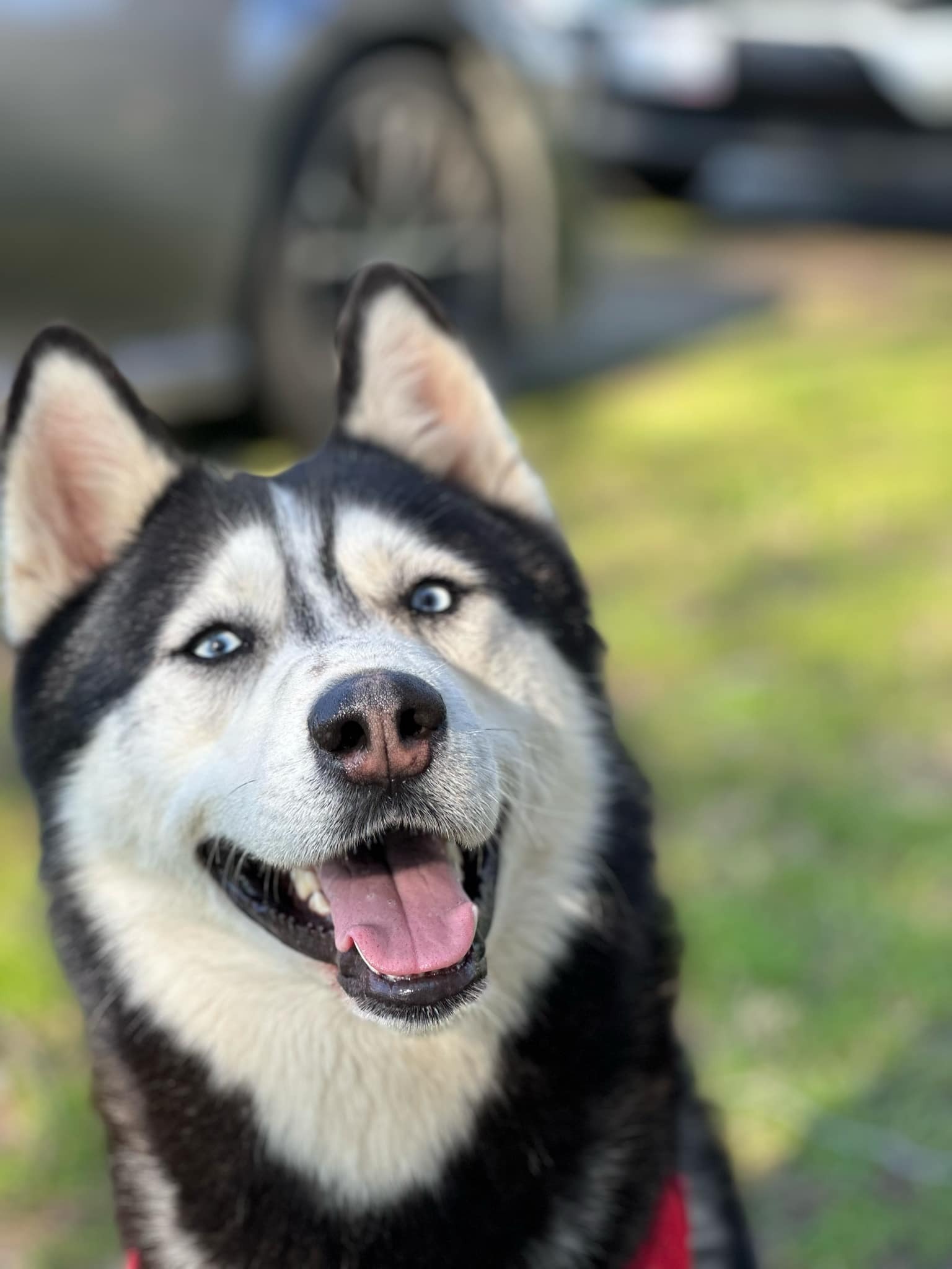 Lost Dog: Mole on Eye, Limp, No Collar