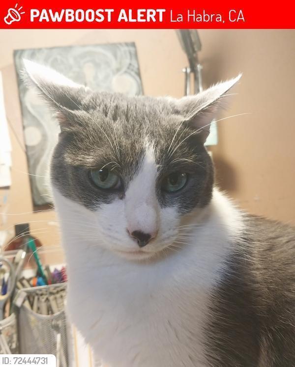 Lost Cat: Grey/White Dusty in La Habra