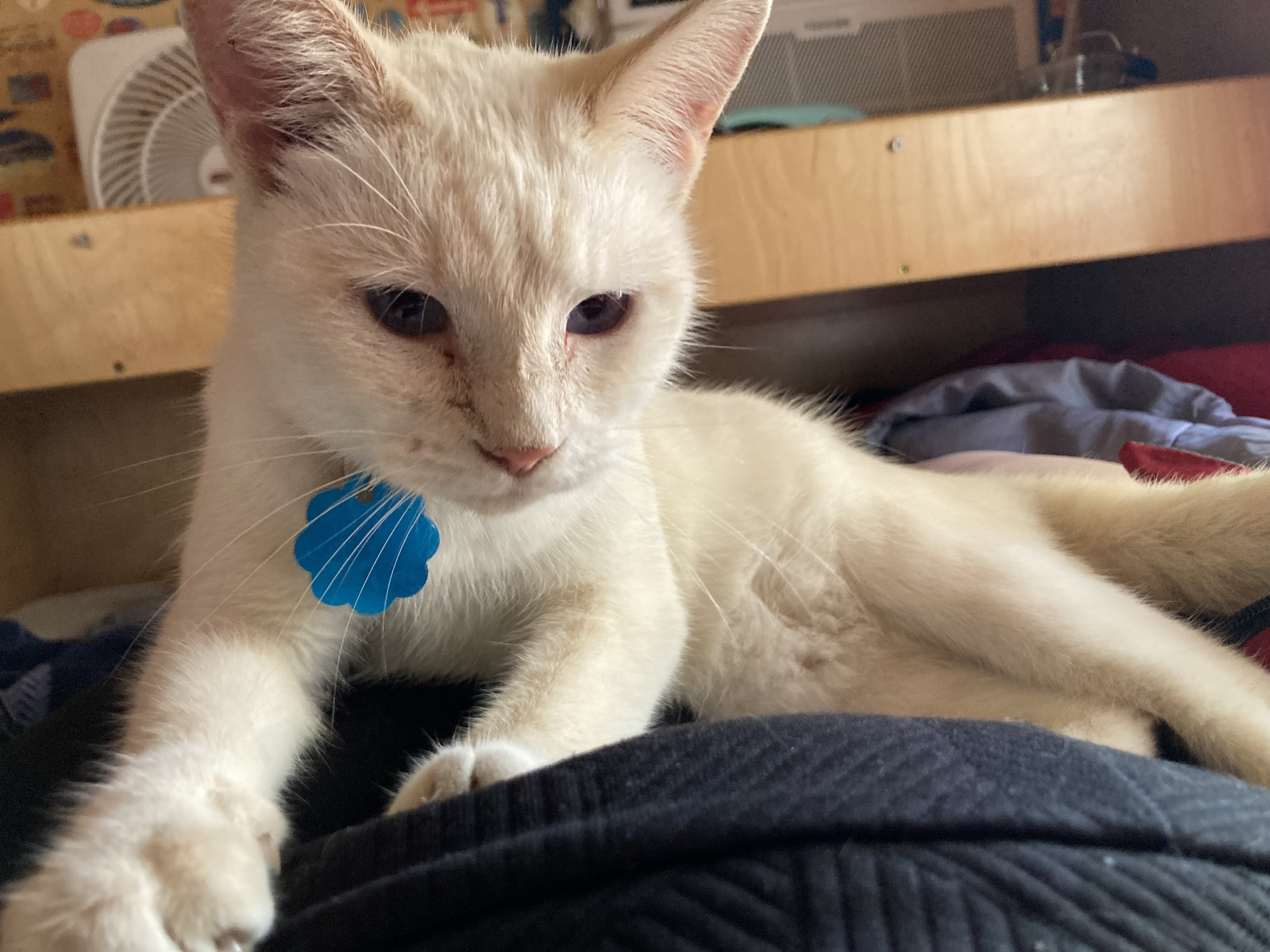 Lost Cat: Striped Tail, Pink Collar, Dallas